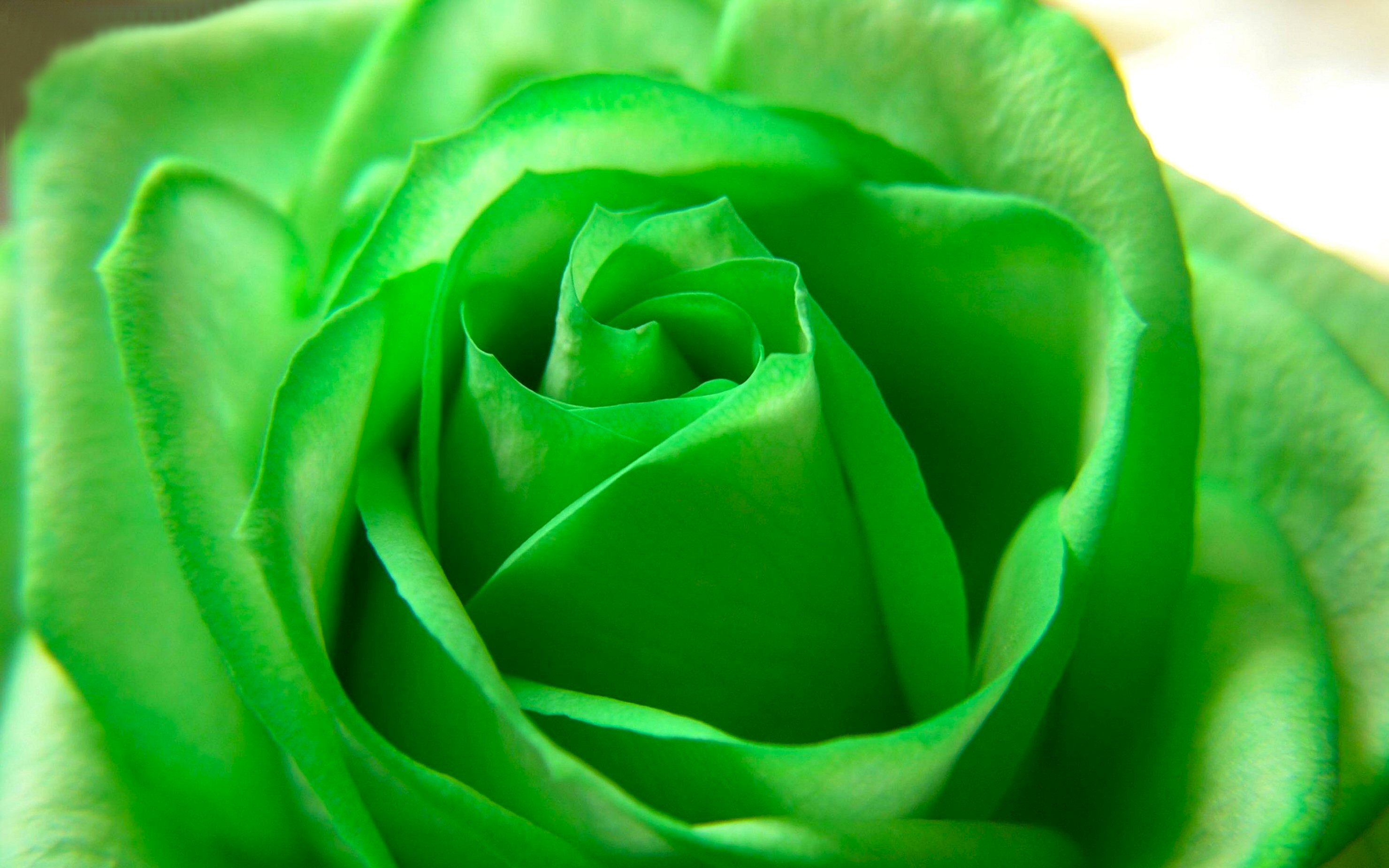 Téléchargez gratuitement l'image Rose, Fleur, Terre/nature sur le bureau de votre PC