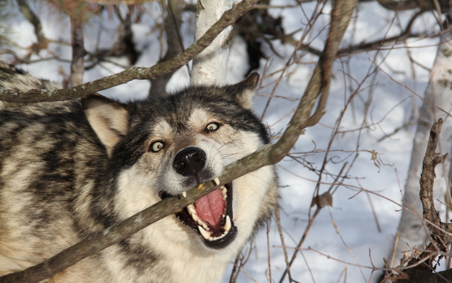 PC Wallpapers animals, grin, dog, branch, predator, wolf