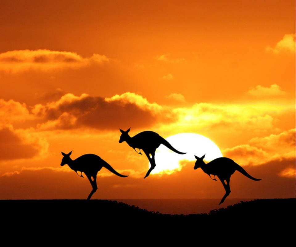Download mobile wallpaper Kangaroo, Animal for free.