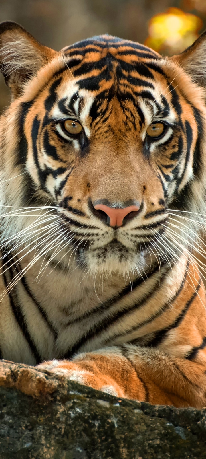 Descarga gratuita de fondo de pantalla para móvil de Animales, Gatos, Tigre.