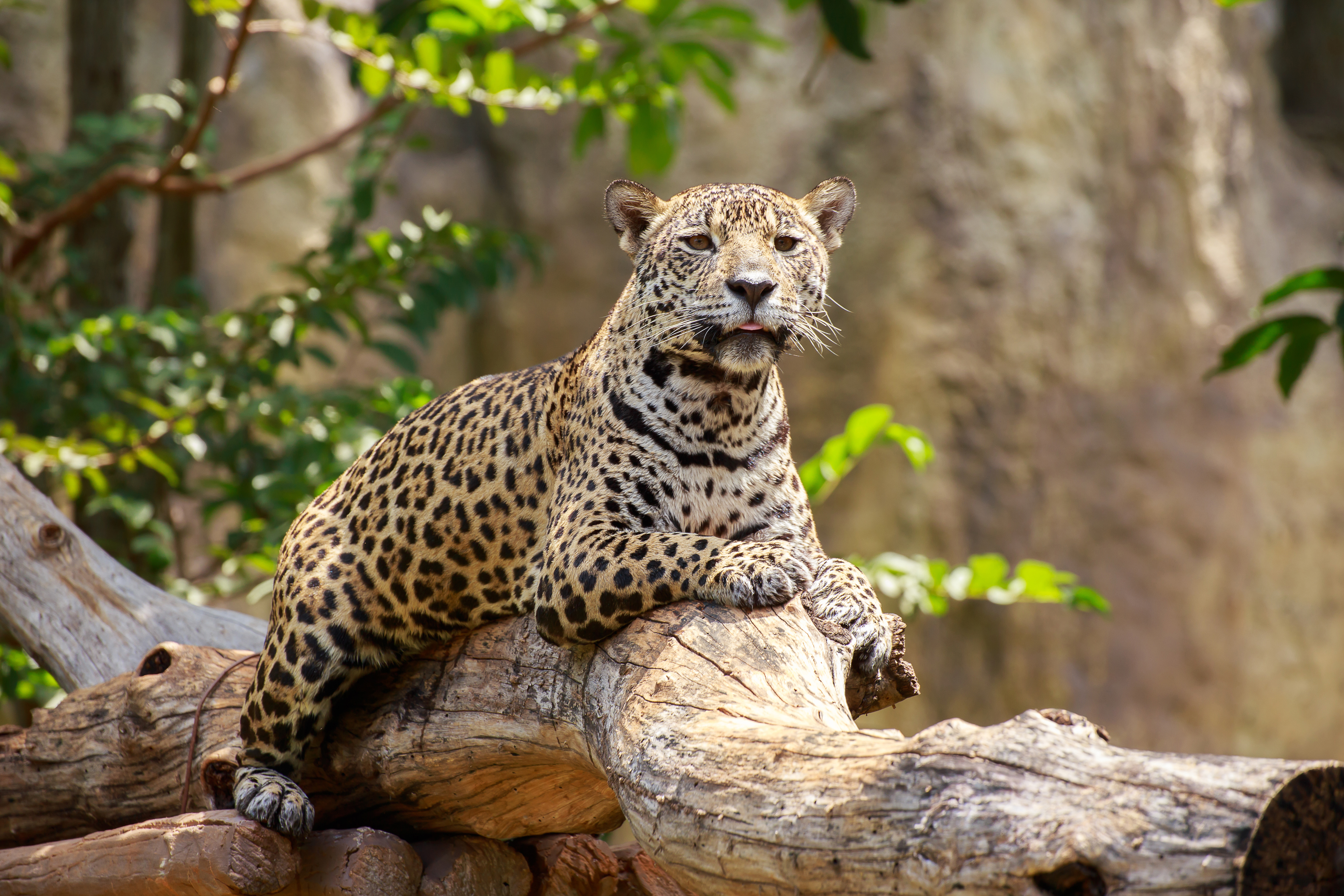 Free download wallpaper Cats, Leopard, Animal on your PC desktop