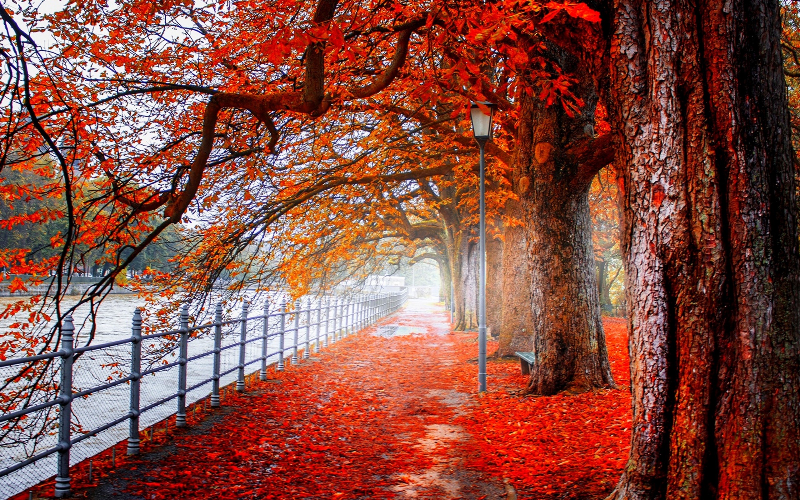 1501795 descargar fondo de pantalla fotografía, parque, otoño, valla, color naranja), árbol: protectores de pantalla e imágenes gratis
