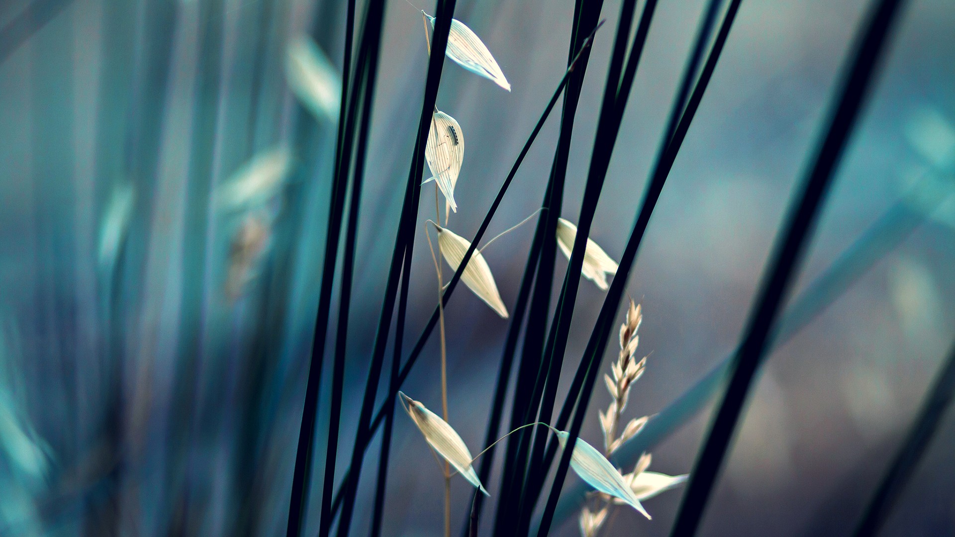 Download mobile wallpaper Grass, Plant, Macro, Close Up, Earth for free.