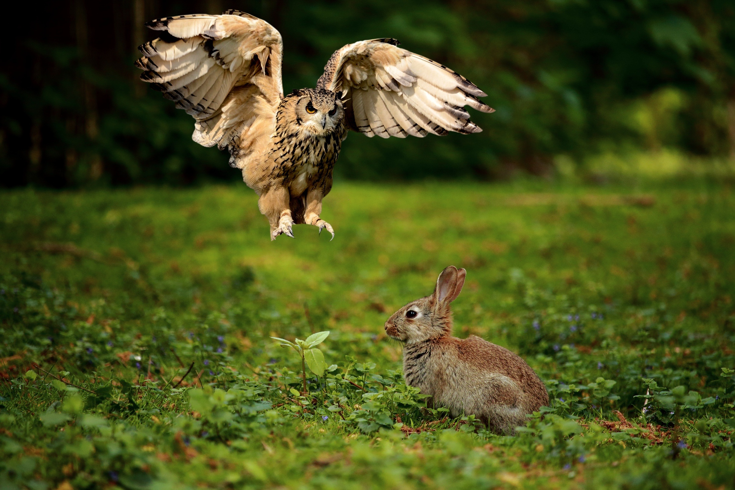 Download mobile wallpaper Birds, Owl, Bird, Animal, Rabbit, Hare for free.