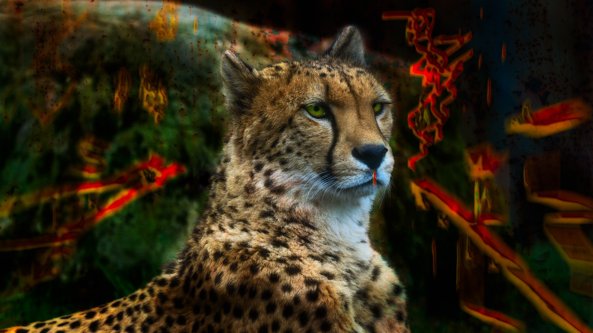 Free download wallpaper Cats, Cheetah, Animal on your PC desktop