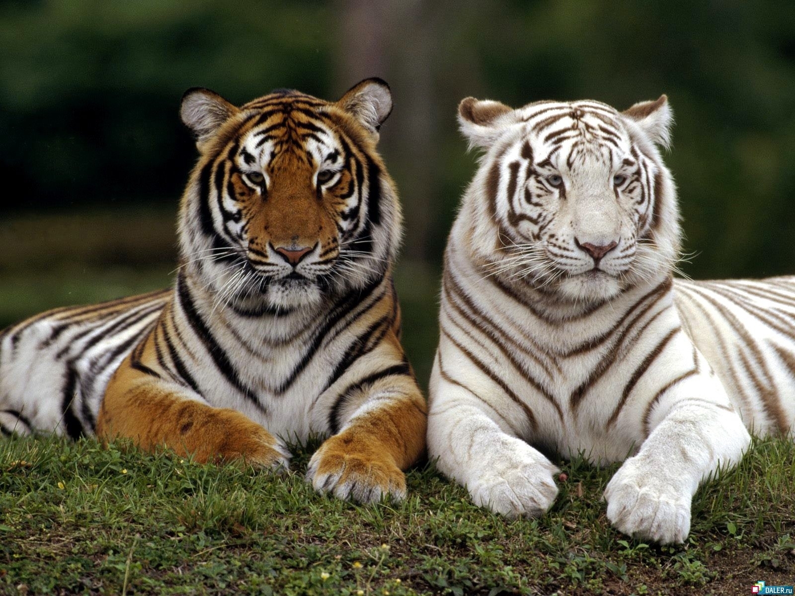 329 descargar imagen tigres, animales: fondos de pantalla y protectores de pantalla gratis