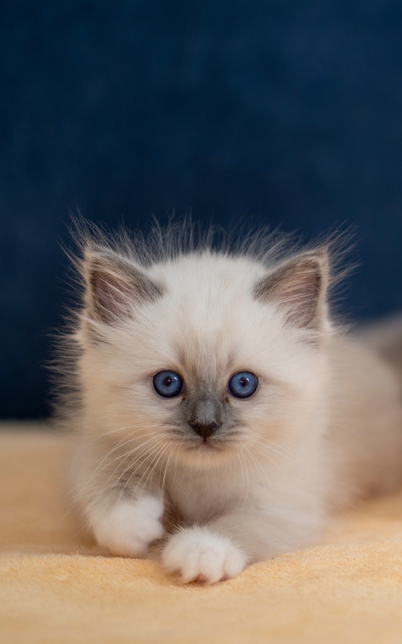 Download mobile wallpaper Cats, Cat, Kitten, Animal, Baby Animal for free.