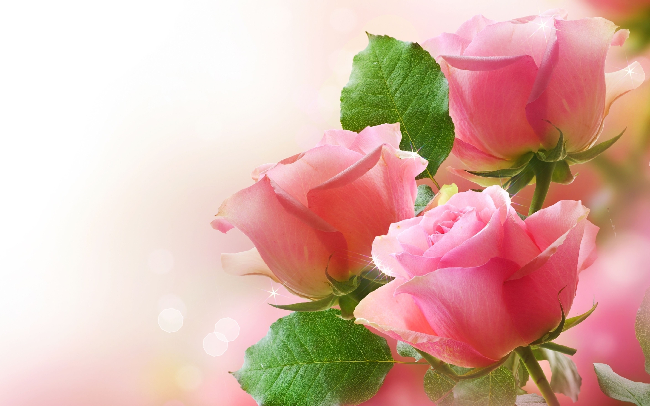 Baixe gratuitamente a imagem Plantas, Flores, Rosas na área de trabalho do seu PC