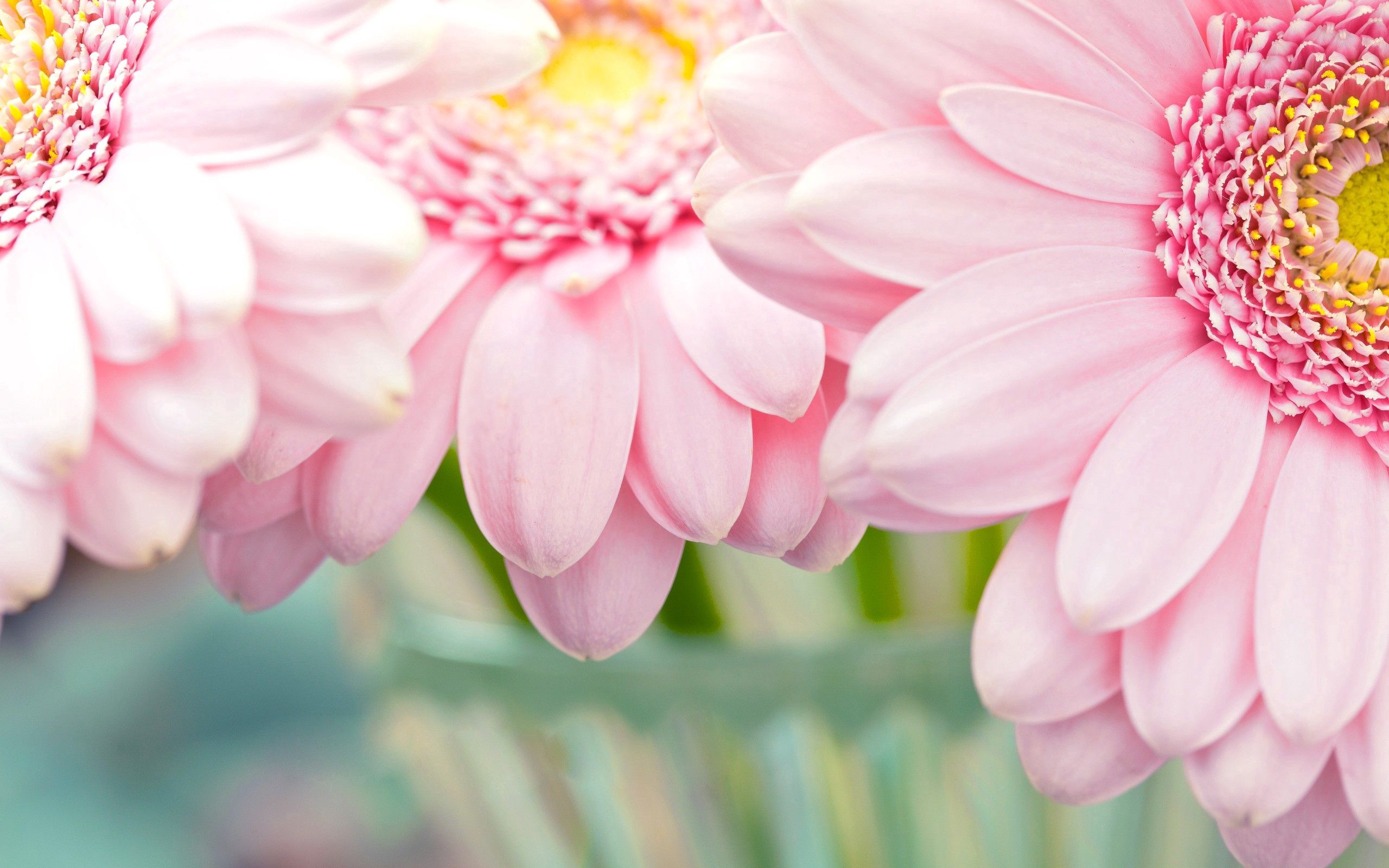 Free download wallpaper Nature, Petals, Flowers, Plant on your PC desktop
