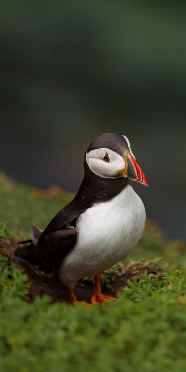 HDデスクトップ 壁紙: パフィン, 動物, 鳥ダウンロード無料画像 #1191479