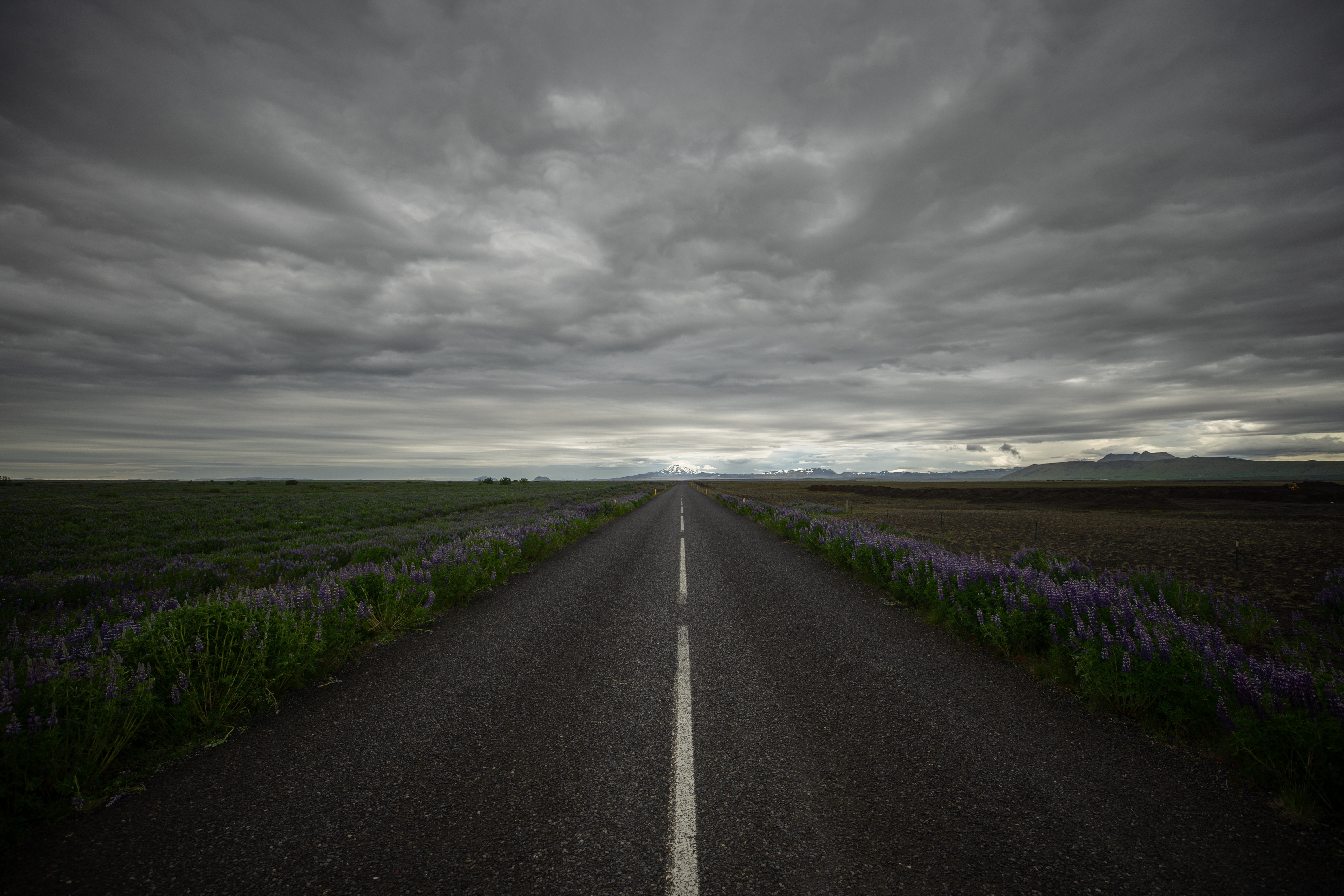 Descarga gratis la imagen Flor, Nube, Islandia, Carretera, Flor Purpura, Hecho Por El Hombre en el escritorio de tu PC