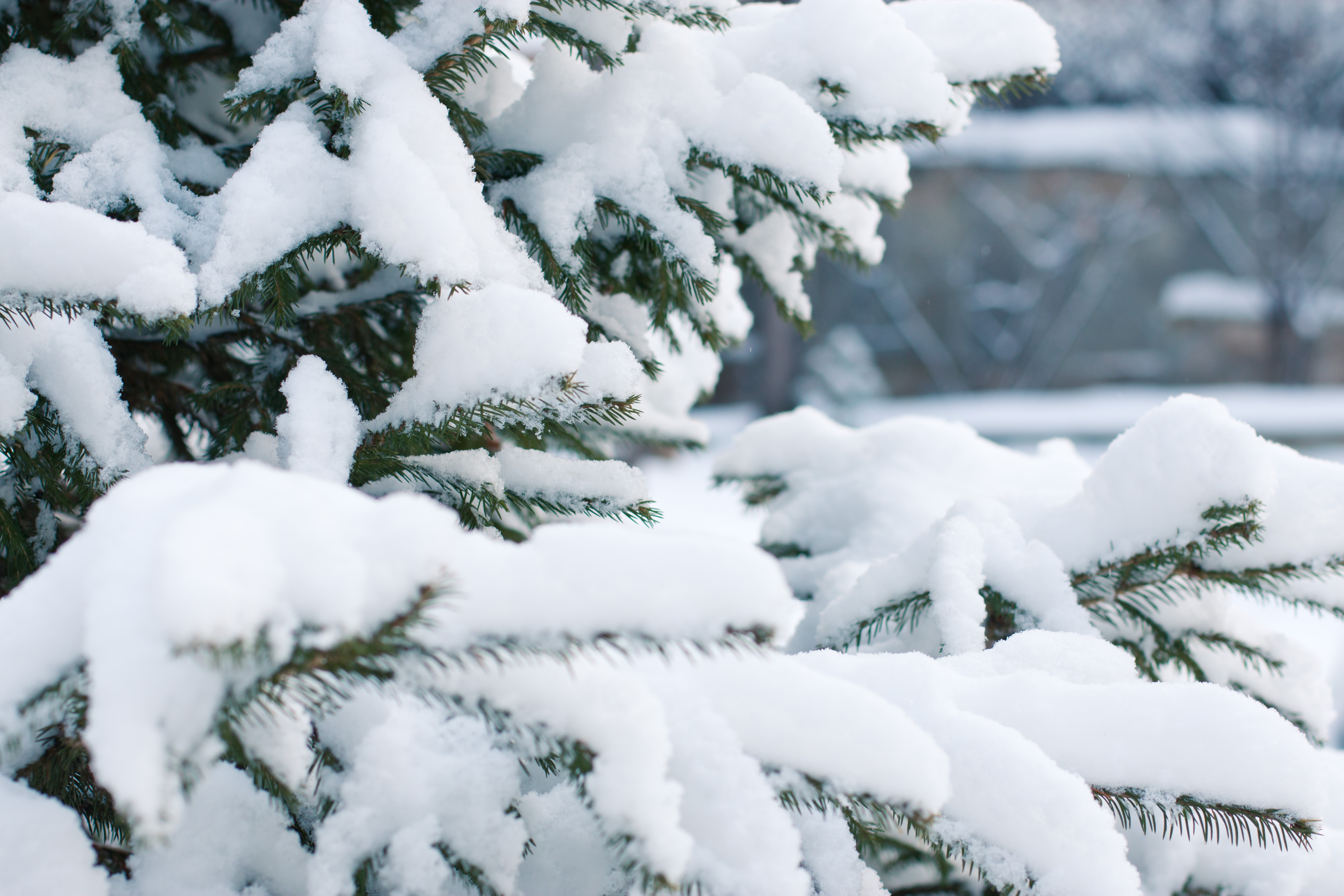 Download mobile wallpaper Spruce, Fir, Winter, Branches, Snow, Nature for free.