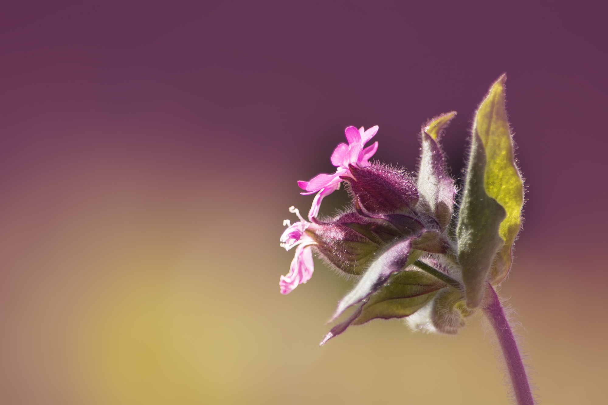 Descarga gratuita de fondo de pantalla para móvil de Naturaleza, Flores, Flor, Planta, Flor Rosa, De Cerca, Tierra/naturaleza.