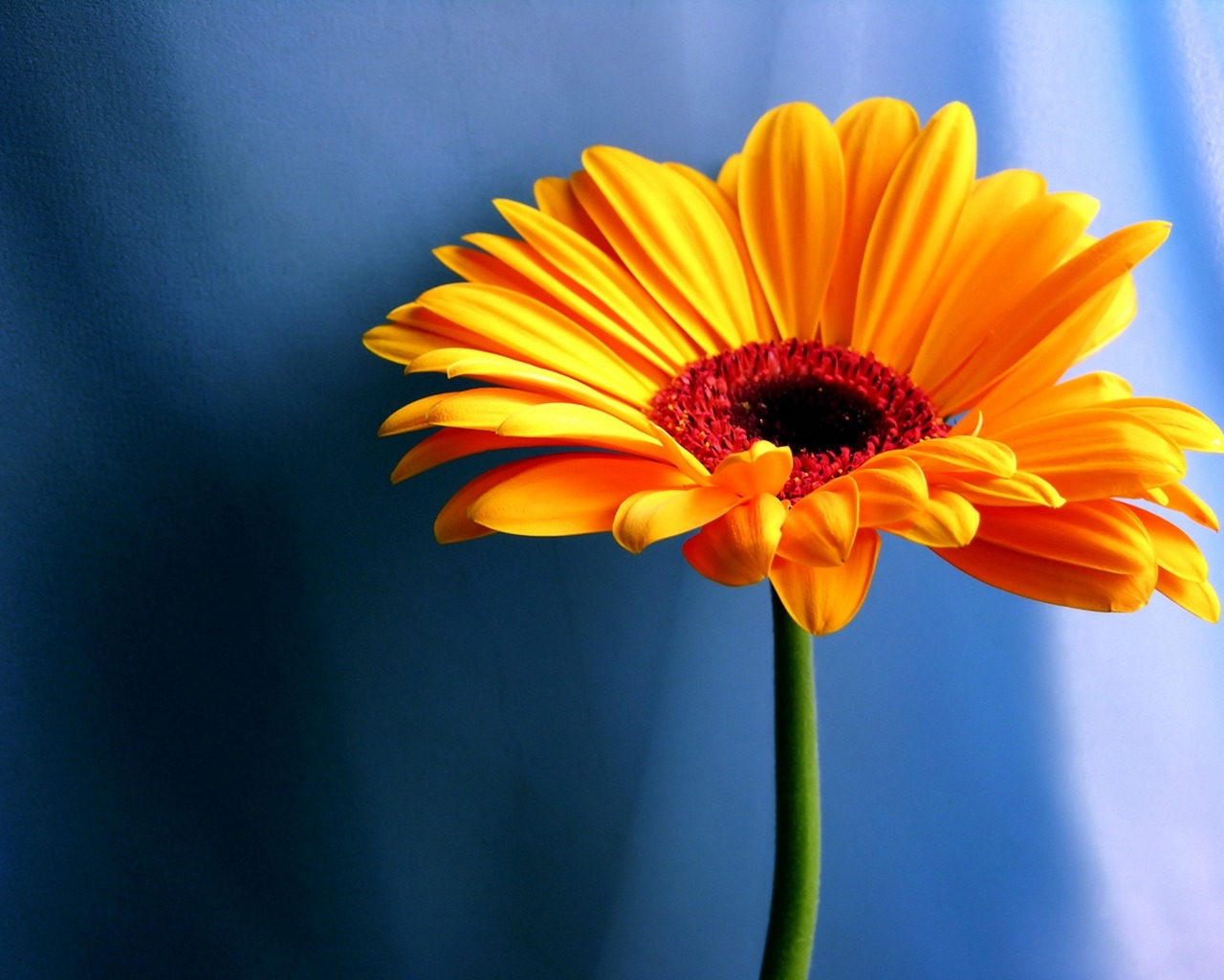 Download mobile wallpaper Flower, Earth, Gerbera, Orange Flower for free.
