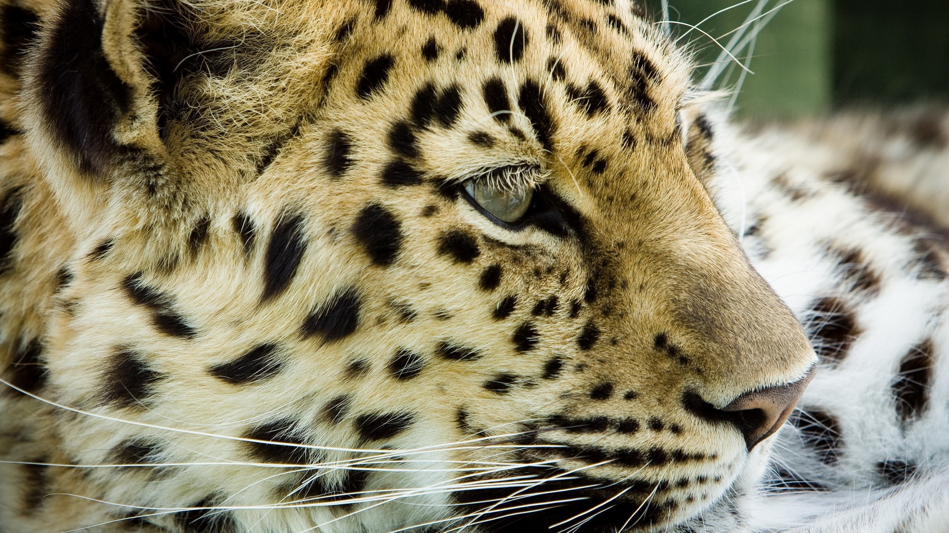 Free download wallpaper Cats, Leopard, Animal on your PC desktop