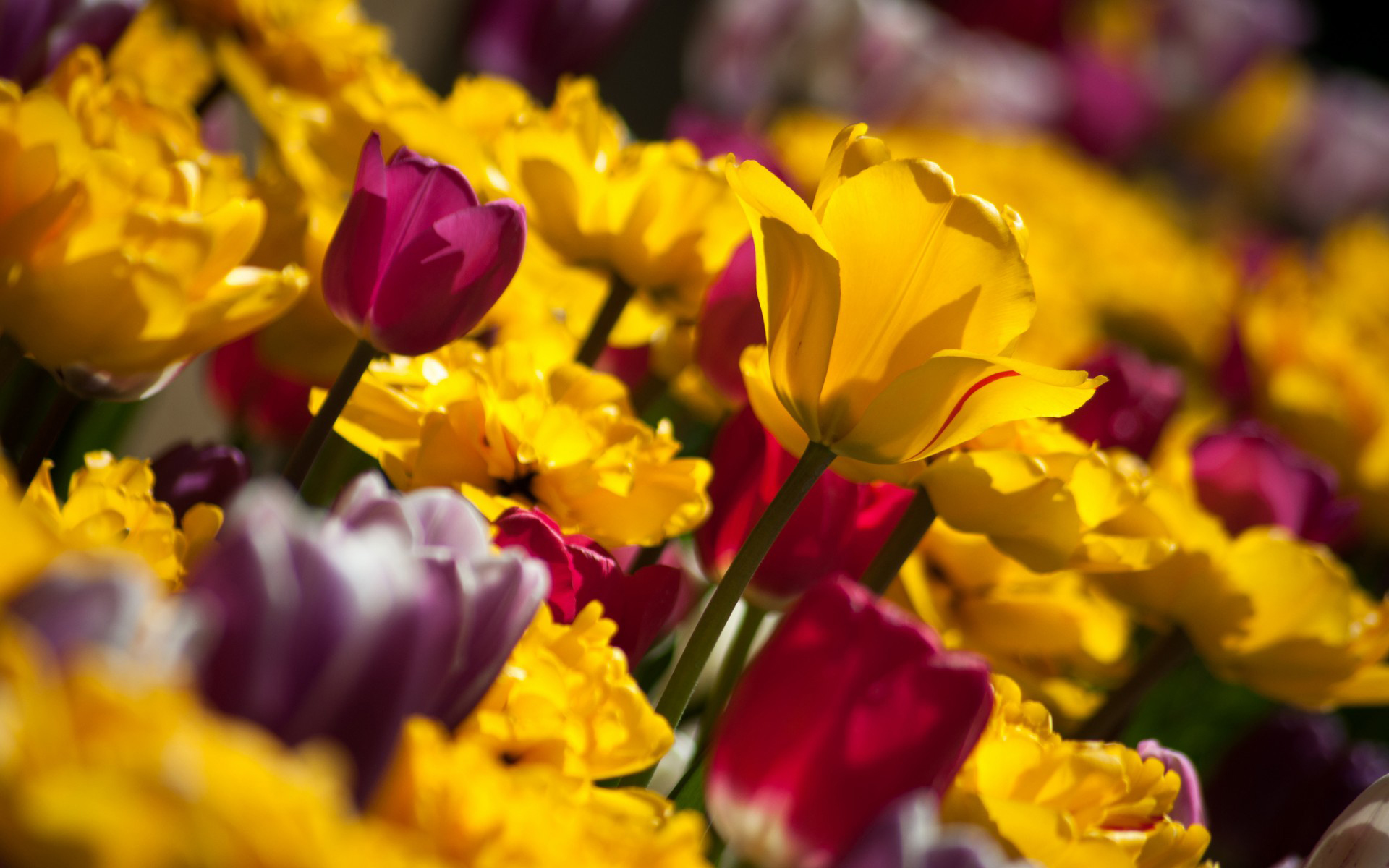 Laden Sie das Blumen, Blume, Tulpe, Erde/natur-Bild kostenlos auf Ihren PC-Desktop herunter