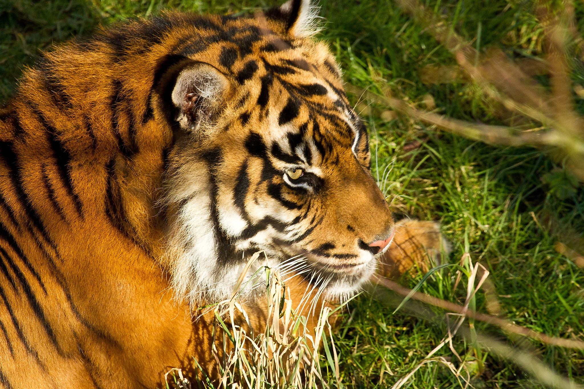 Handy-Wallpaper Katzen, Tiere, Tiger kostenlos herunterladen.