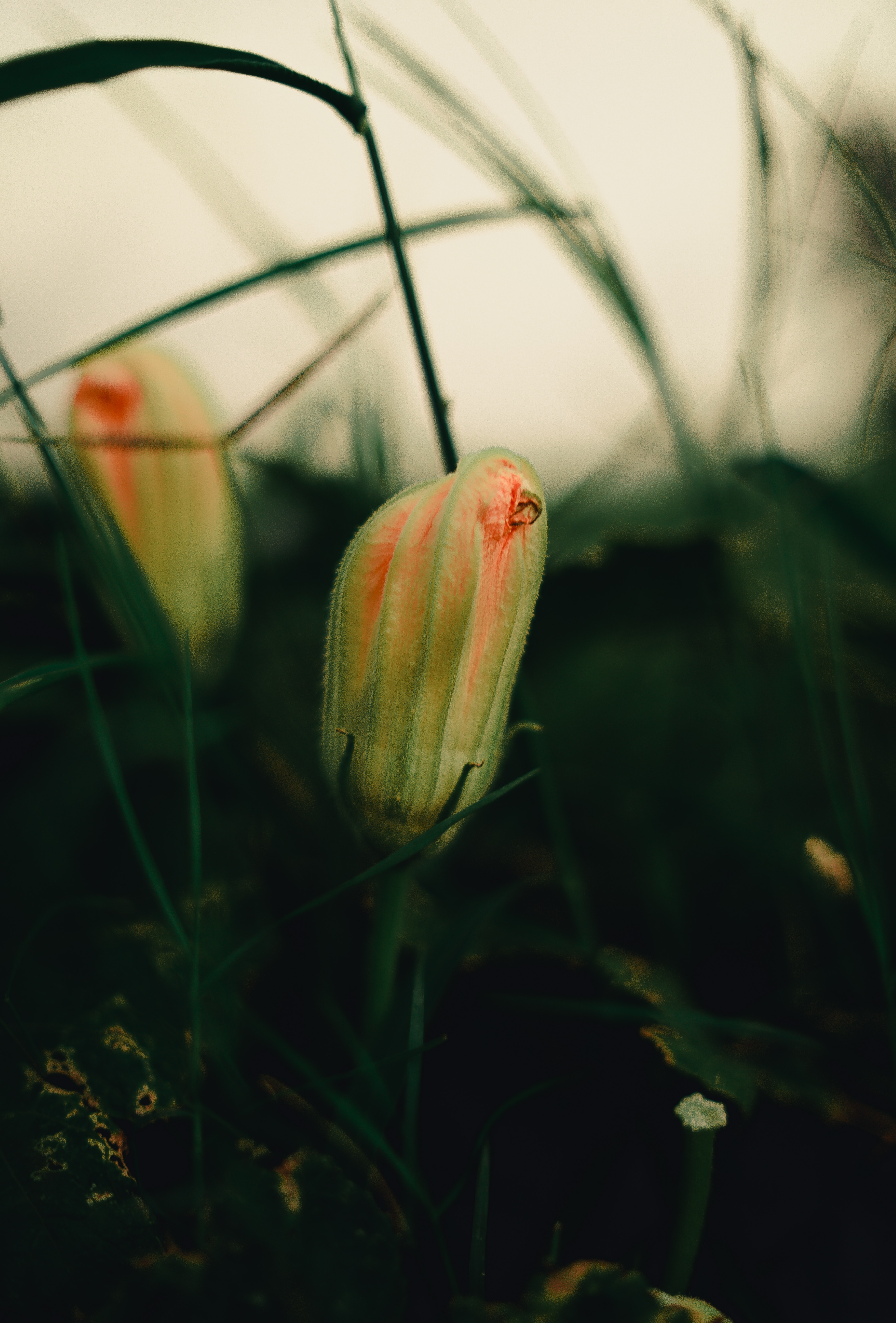 Free download wallpaper Grass, Plant, Macro, Bud on your PC desktop