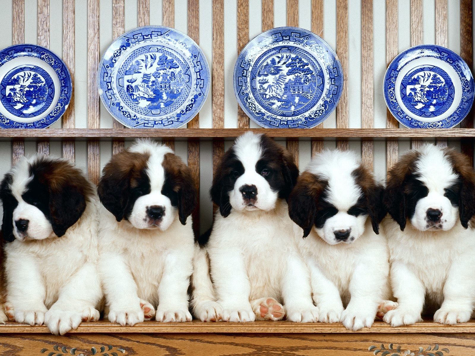 puppies, animals, tablewares, st bernard, plates, cymbals, st bernards, shelf