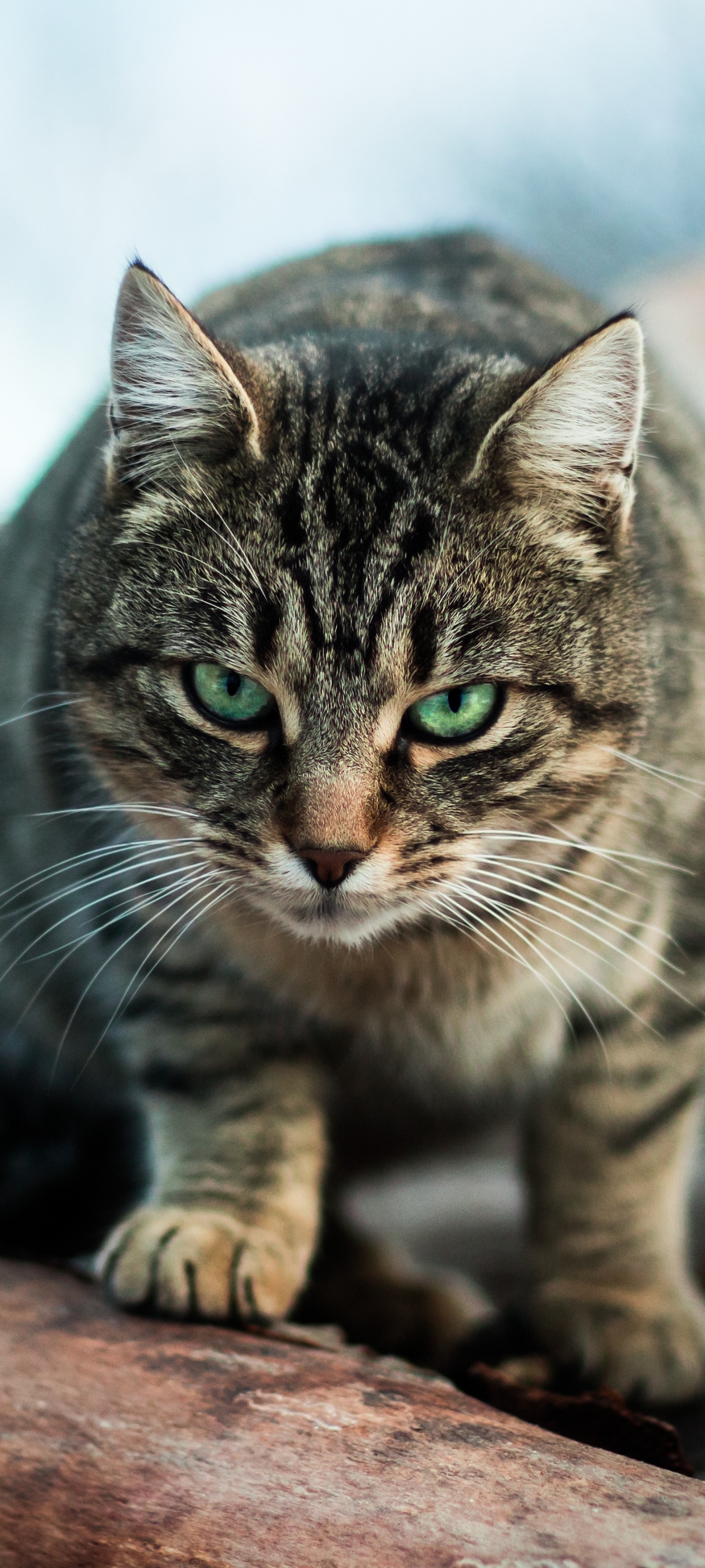 Descarga gratuita de fondo de pantalla para móvil de Animales, Gatos, Gato, Ojos Verdes, Mirar Fijamente.