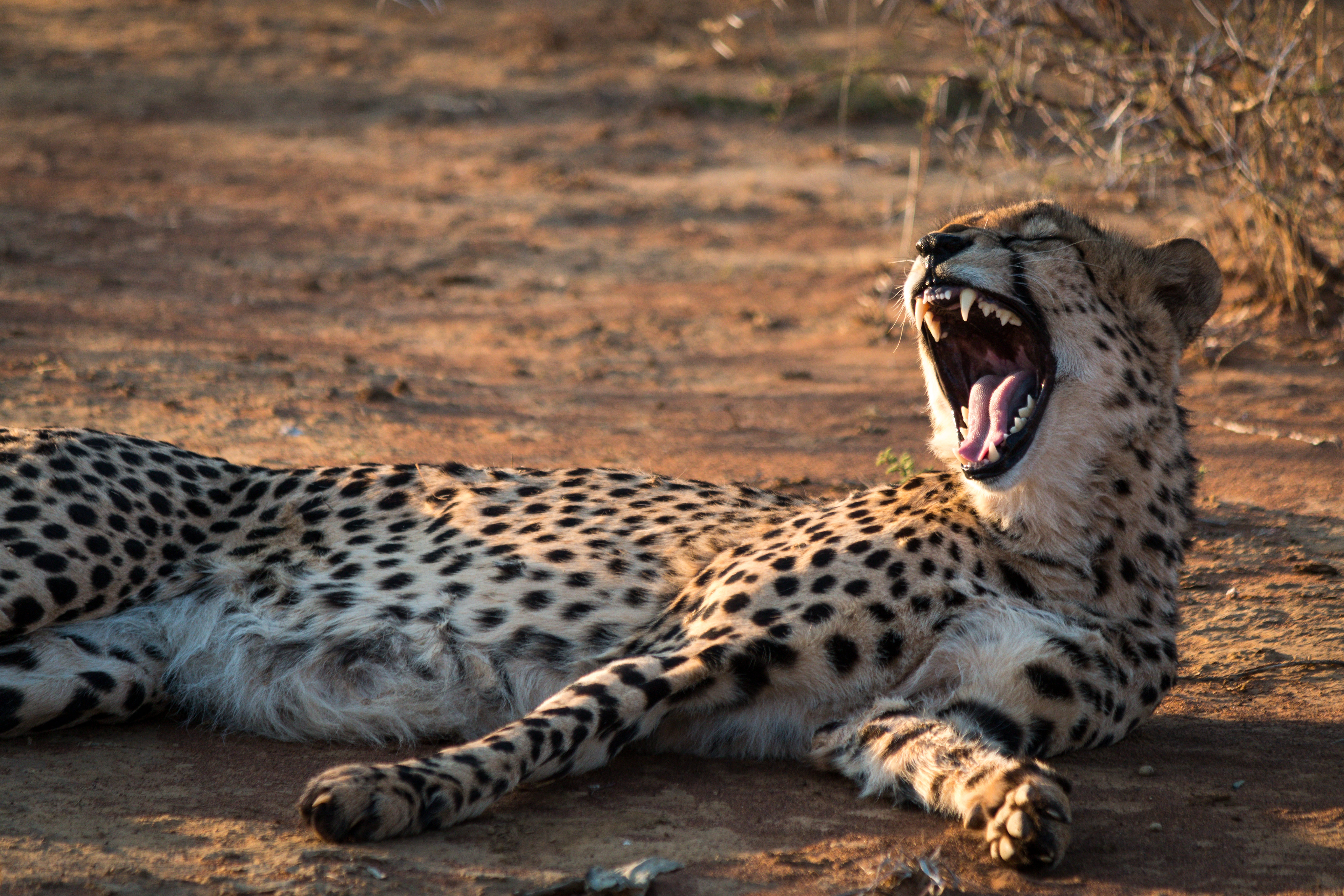 animals, cheetah, predator, fangs, to fall, mouth