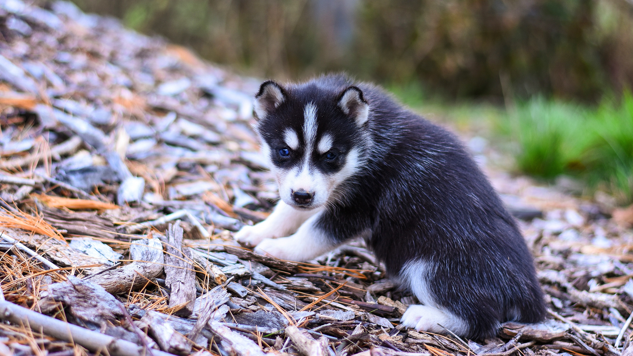 Baixar papel de parede para celular de Animais, Cães, Cão, Husky, Husky Siberiano, Animal Bebê, Filhote gratuito.