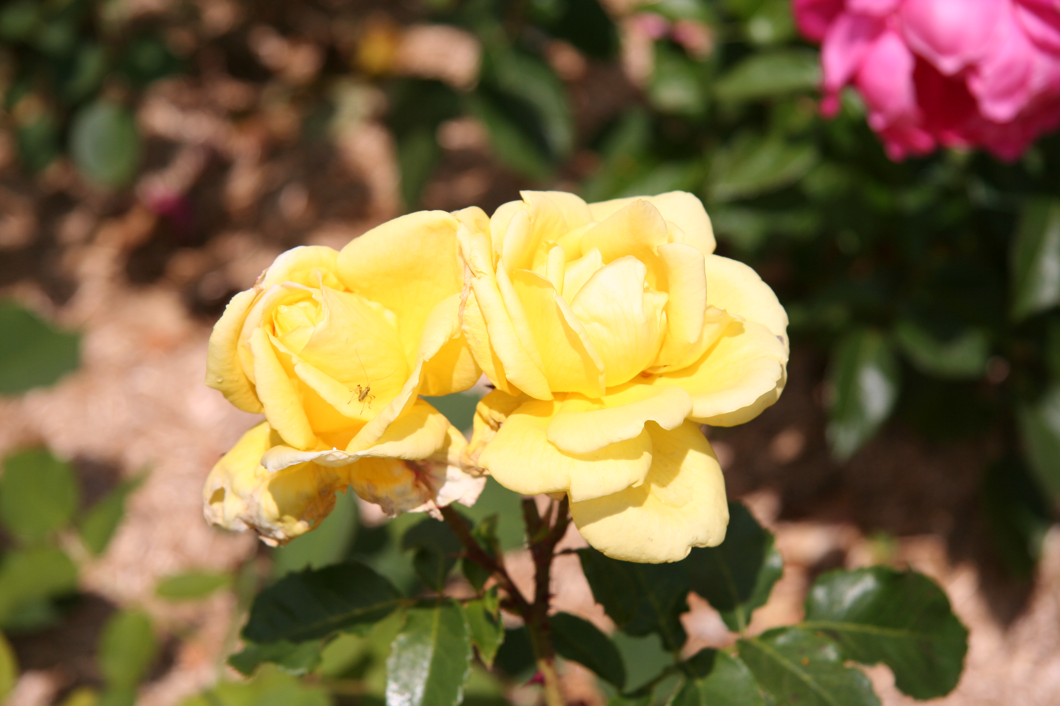 Descarga gratuita de fondo de pantalla para móvil de Flores, Rosa, Tierra/naturaleza.