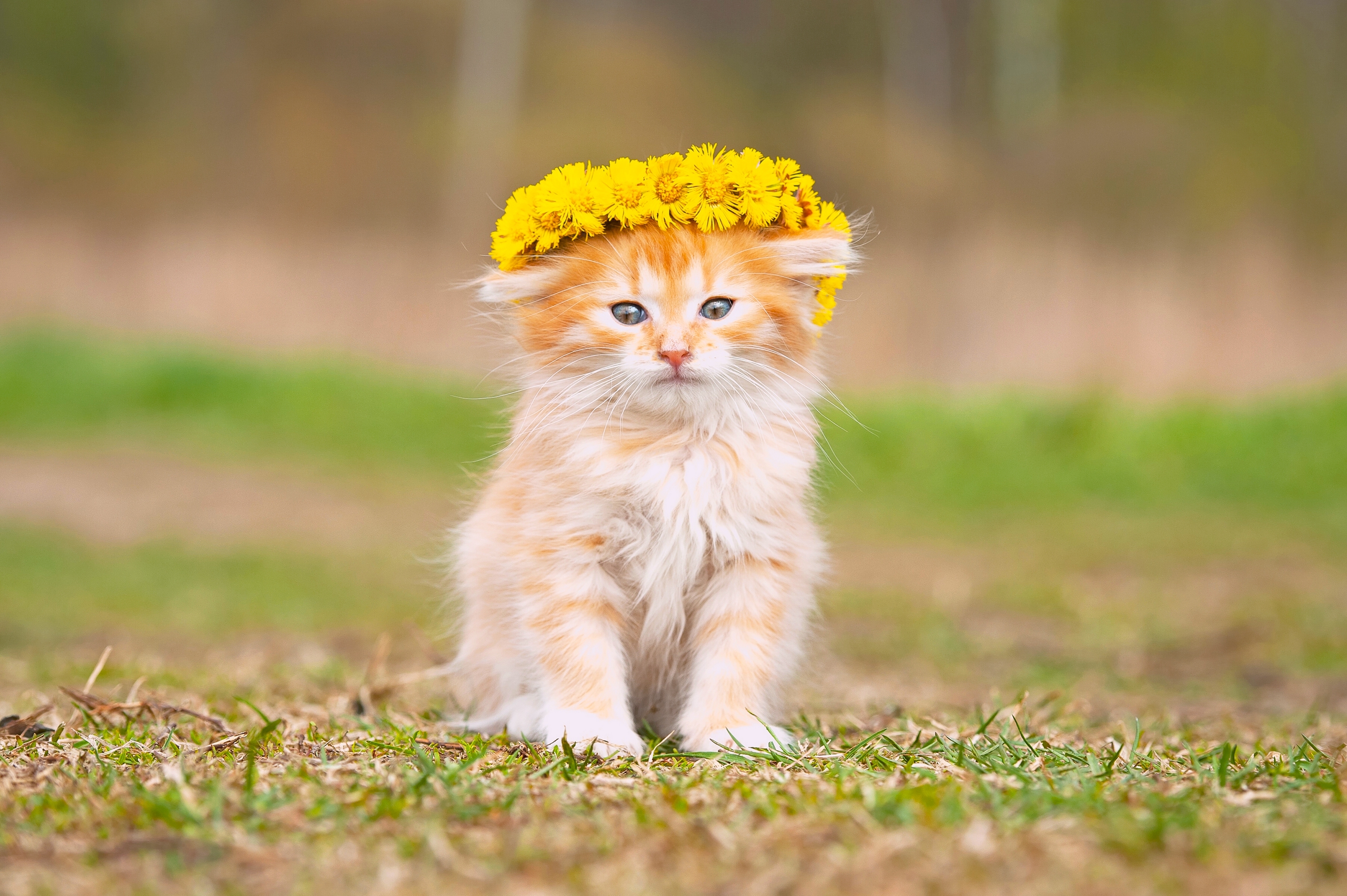 Download mobile wallpaper Cats, Flower, Cat, Kitten, Animal, Wreath, Baby Animal for free.