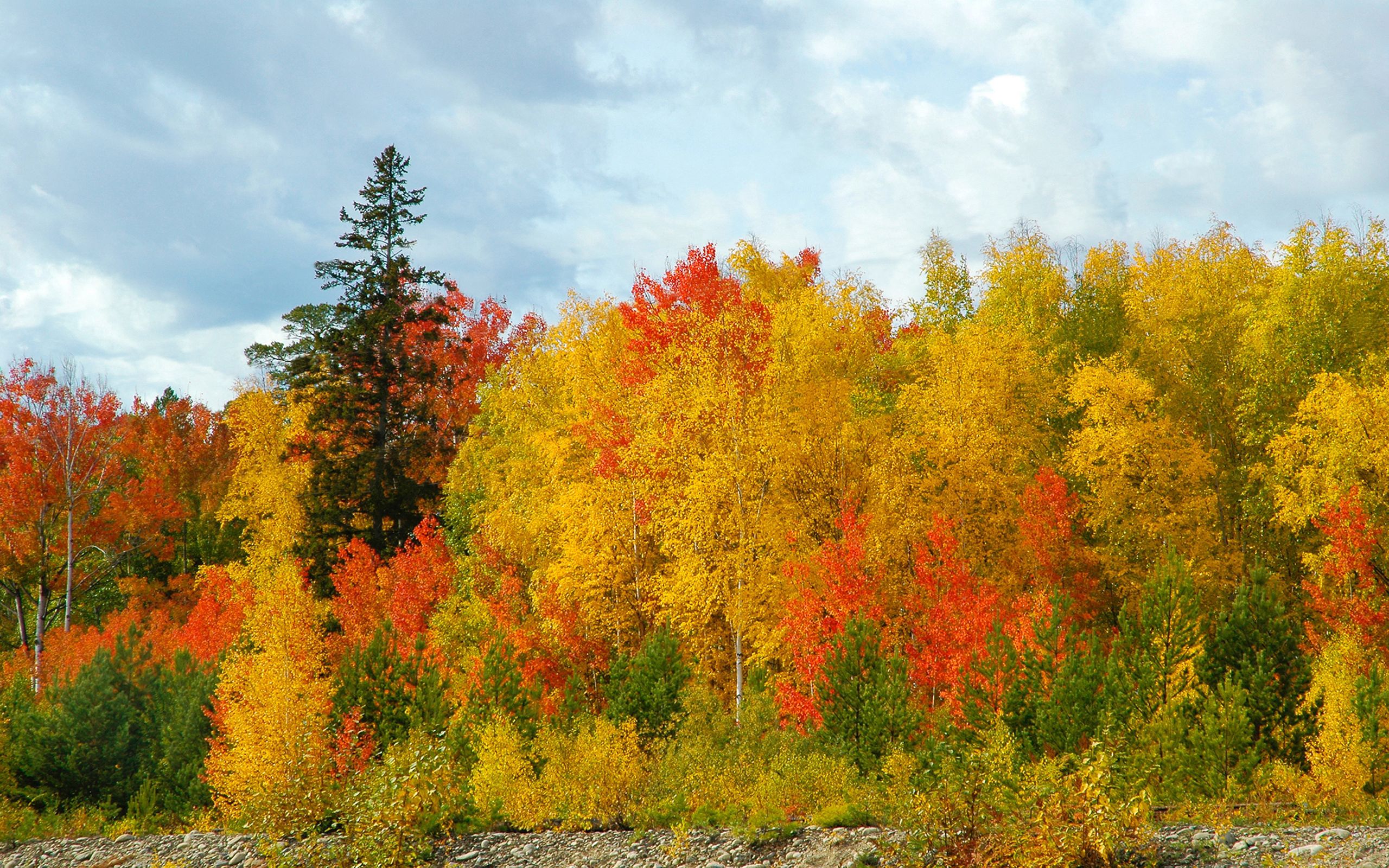 sky, nature, trees, autumn, birches, colors, color, shades, ate, diversity, variety 4K for PC
