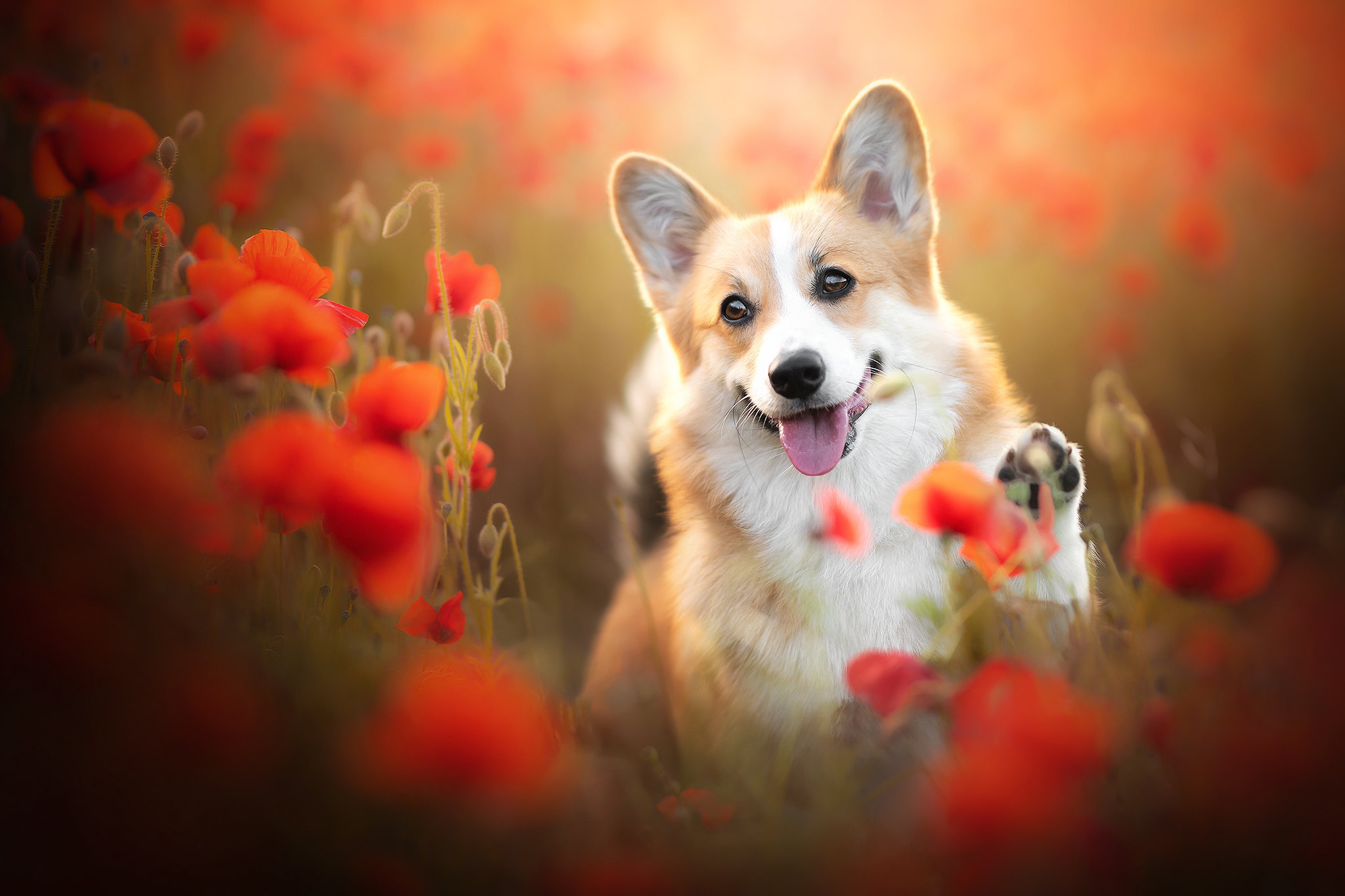 Скачать обои бесплатно Животные, Собаки, Цветок, Собака, Мак, Корги, Красный Цветок картинка на рабочий стол ПК