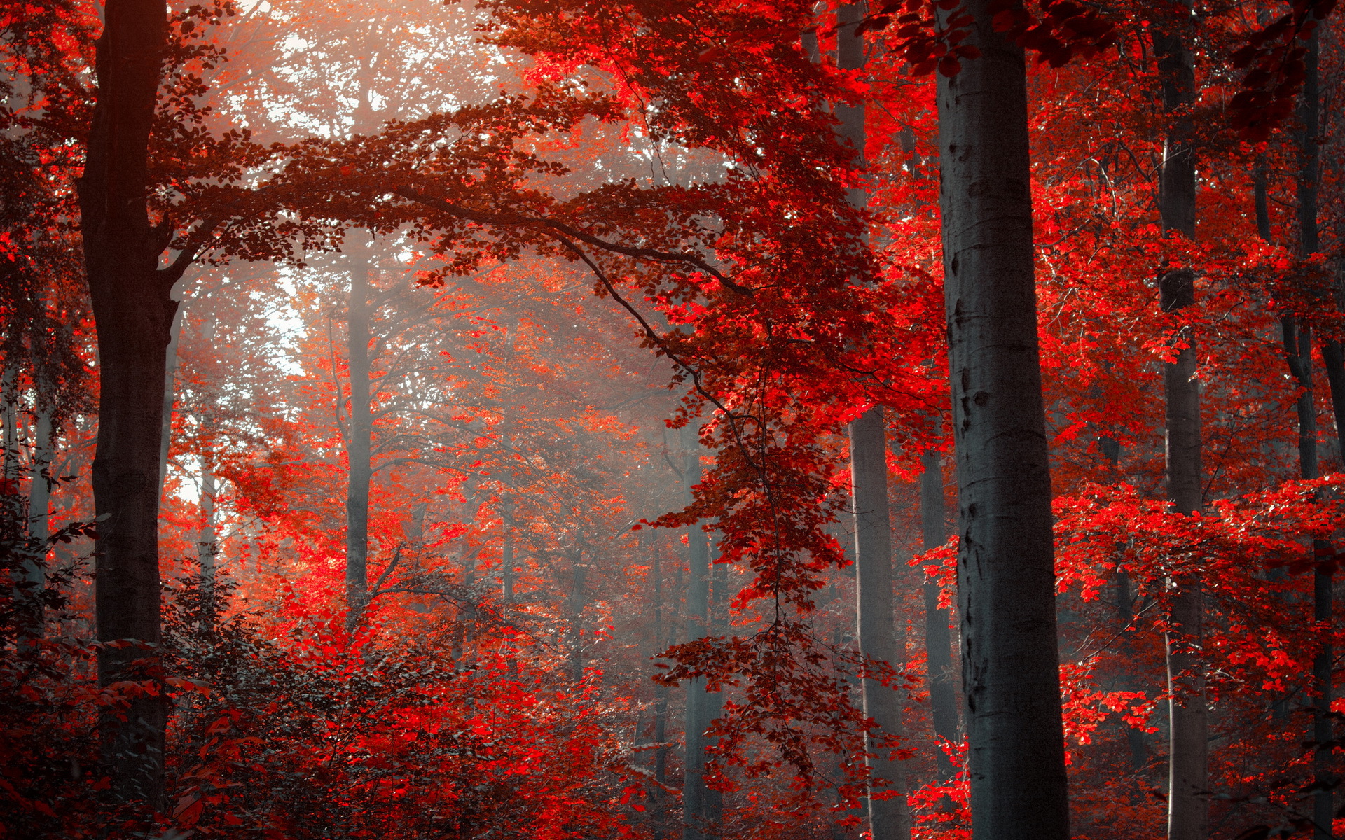 Baixe gratuitamente a imagem Floresta, Terra/natureza na área de trabalho do seu PC