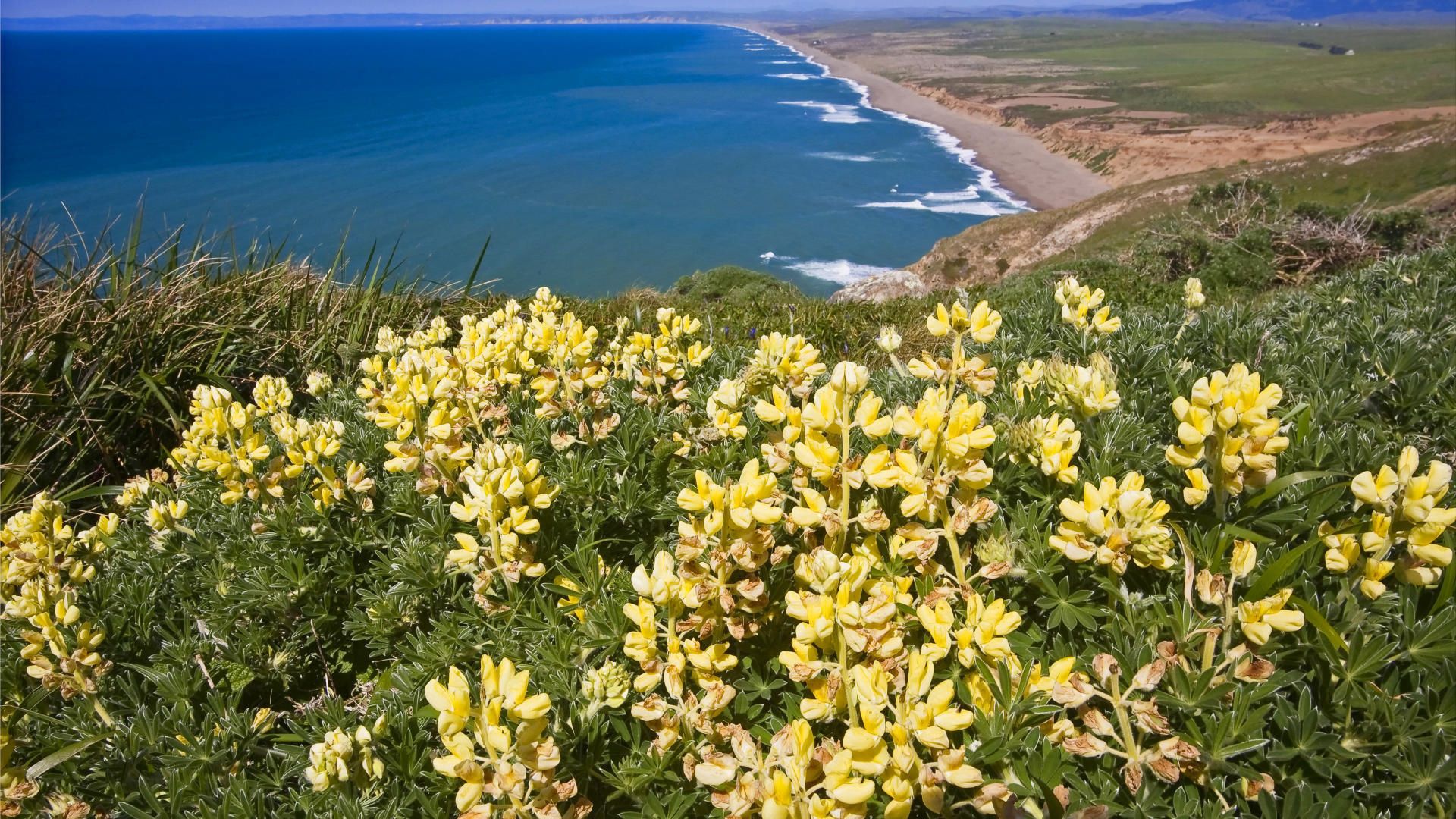 Free download wallpaper Flowers, Mountains, Coast, Nature, Ocean on your PC desktop