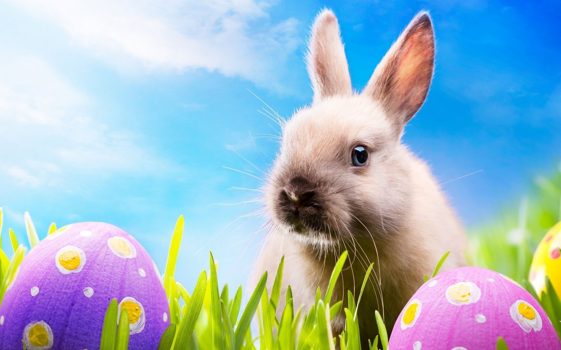 Download mobile wallpaper Animal, Rabbit for free.