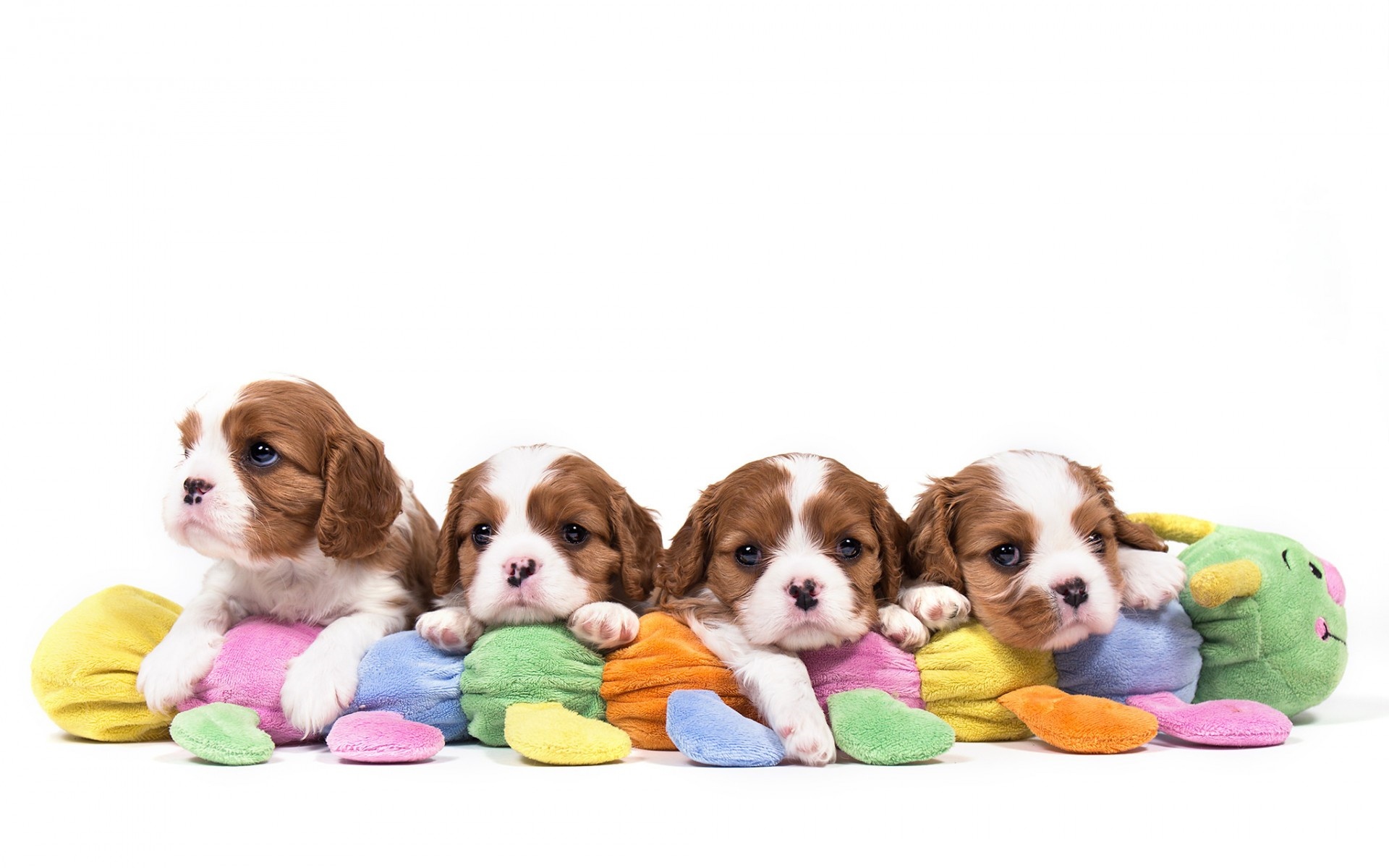 Download mobile wallpaper Dogs, Animal, King Charles Spaniel for free.