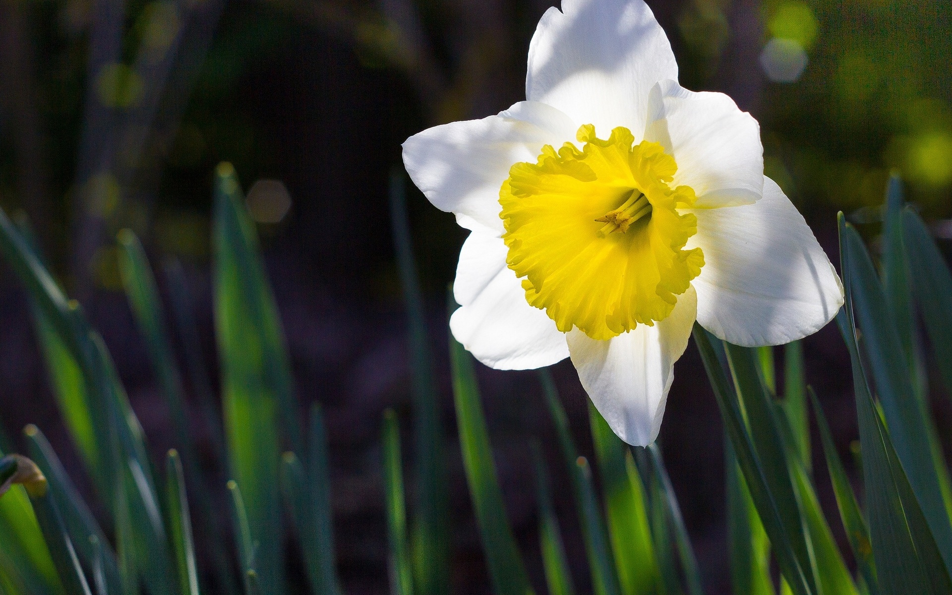 Descarga gratuita de fondo de pantalla para móvil de Narciso, Flores, Tierra/naturaleza.