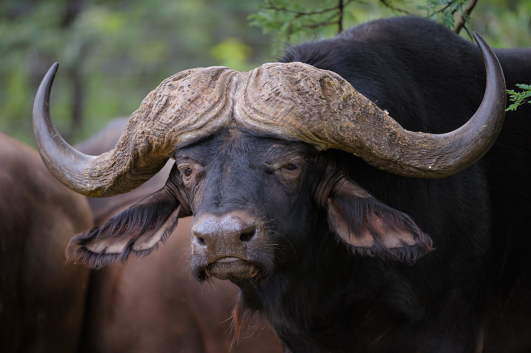 buffalo, animal