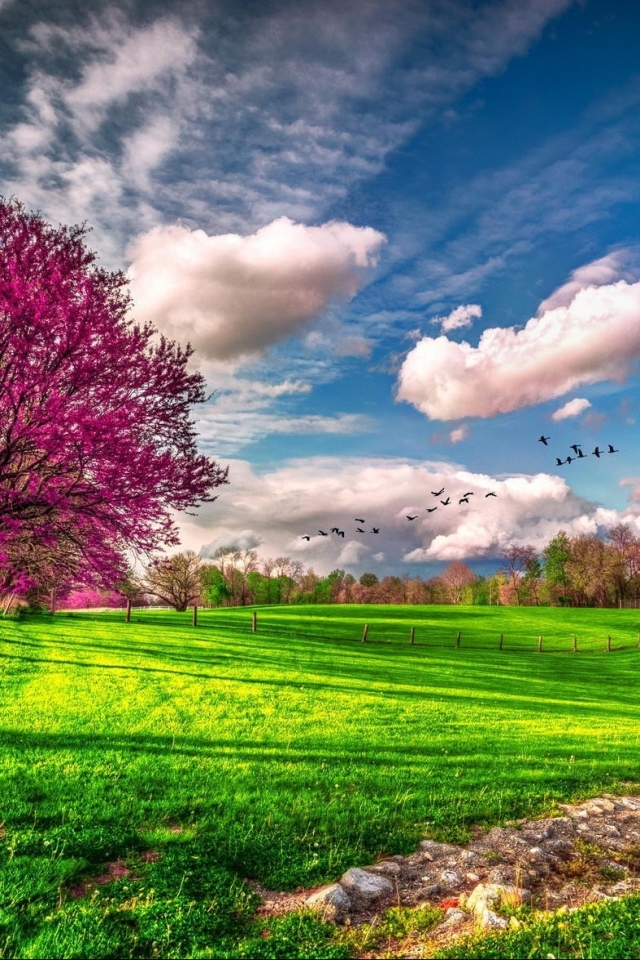 Handy-Wallpaper Baum, Haus, Frühling, Wolke, Blüte, Himmel, Erde/natur kostenlos herunterladen.