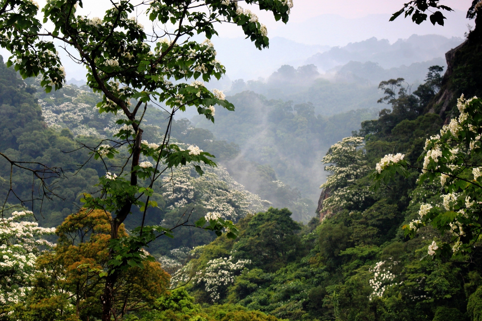 fog, earth, forest, flower, mountain, nature, vegetation