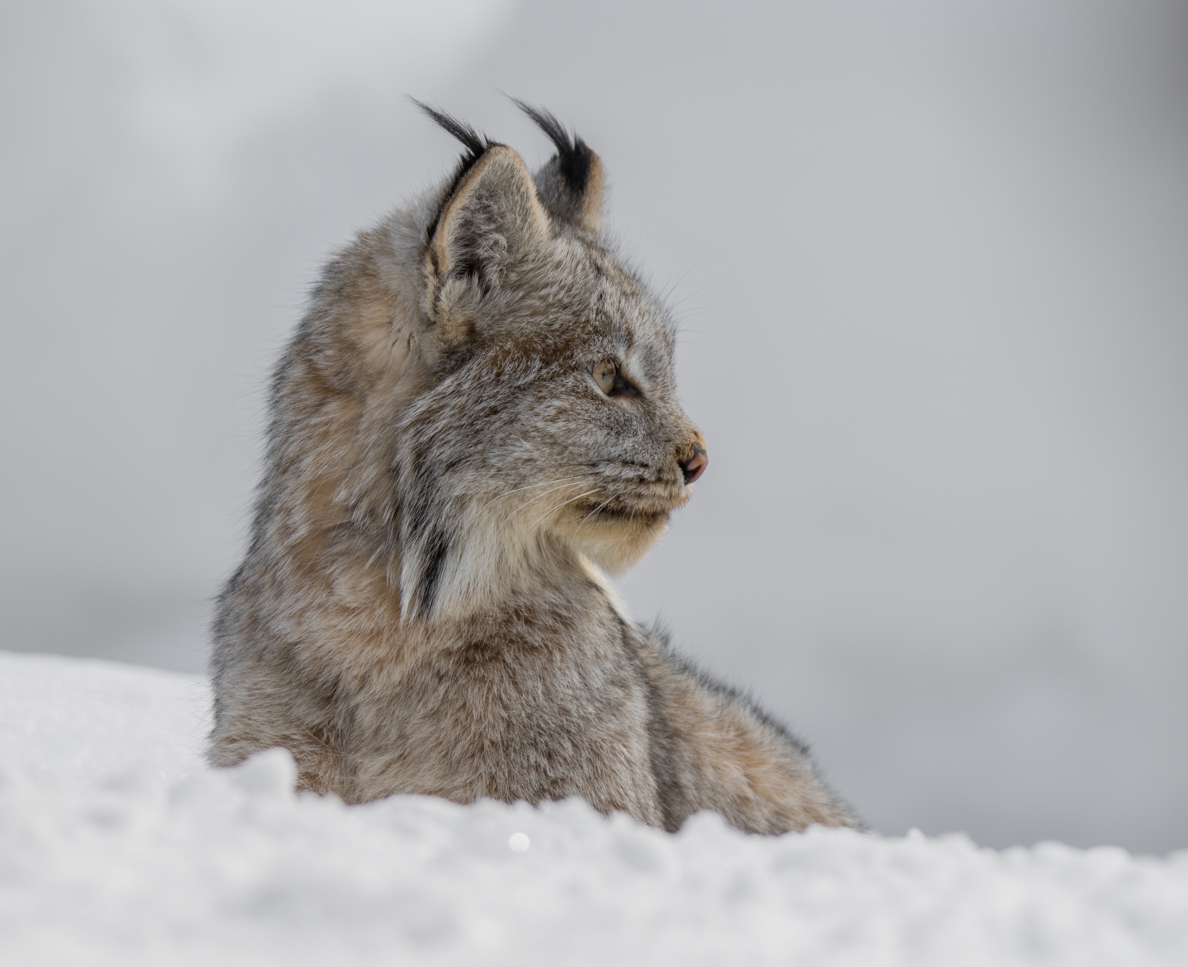 Laden Sie das Tiere, Katzen, Luchs-Bild kostenlos auf Ihren PC-Desktop herunter