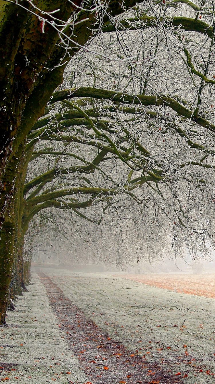 Скачать картинку Зима, Дерево, Земля, Земля/природа в телефон бесплатно.