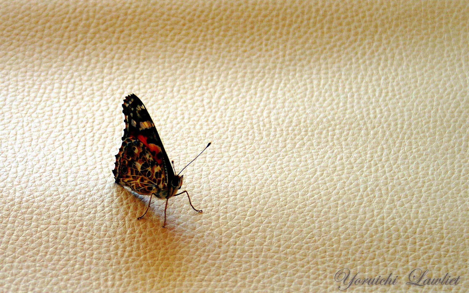 Baixe gratuitamente a imagem Animais, Borboleta na área de trabalho do seu PC