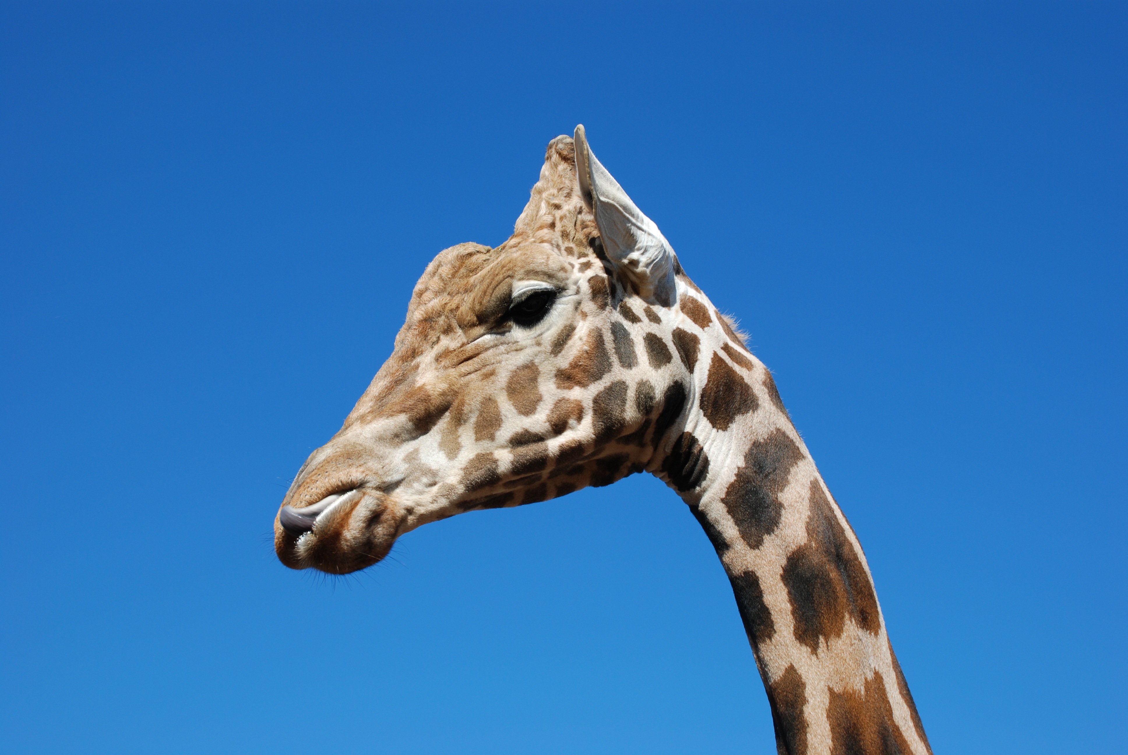 Téléchargez des papiers peints mobile Animaux, Girafe, Simple gratuitement.