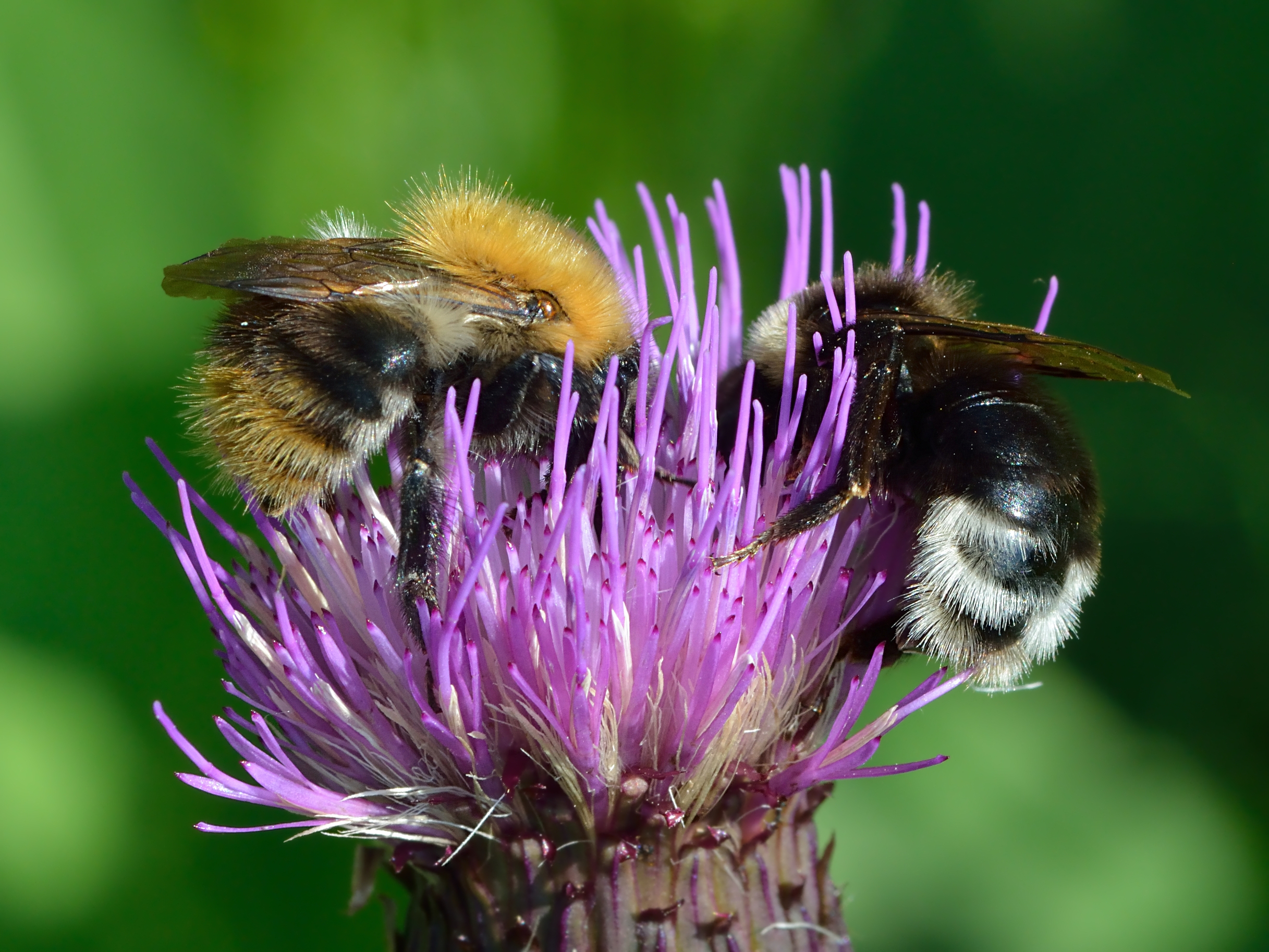 435075 завантажити картинку тварина, бджола, джміль, звичайна бджола кардер, циганка зозуля джміль, розторопша, комахи - шпалери і заставки безкоштовно