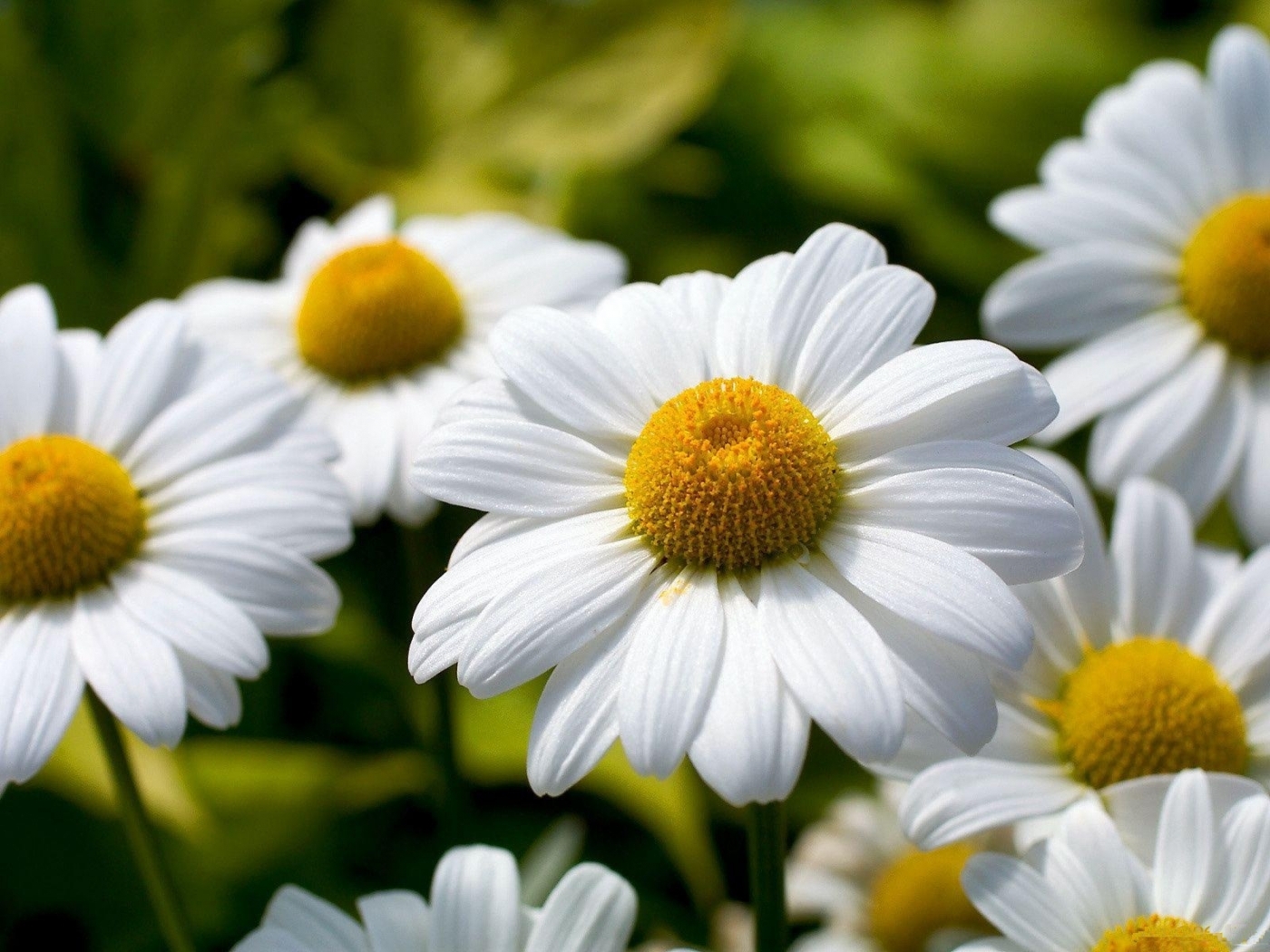 plants, flowers, camomile Free Background