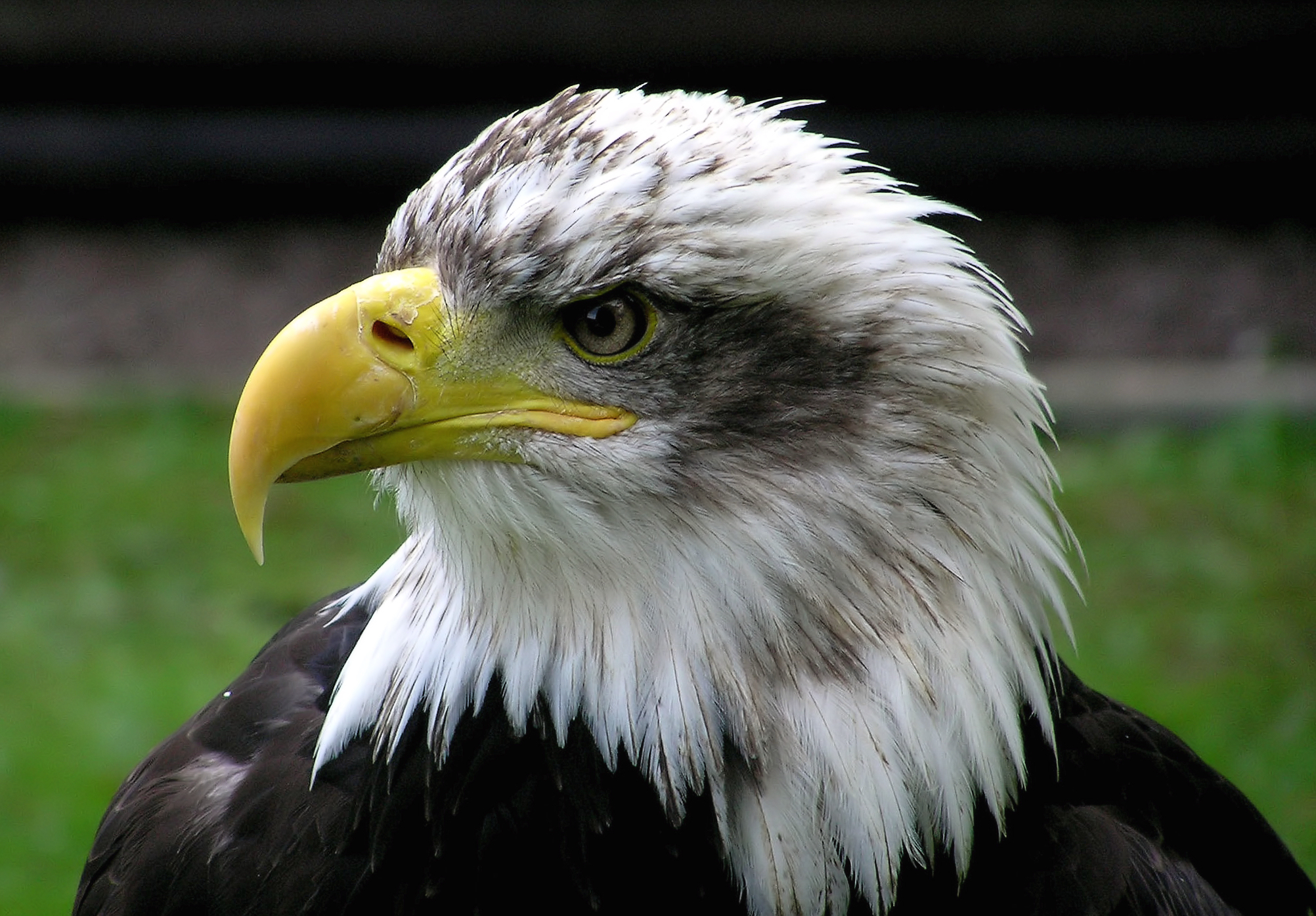 Download mobile wallpaper Birds, Animal, Bald Eagle for free.