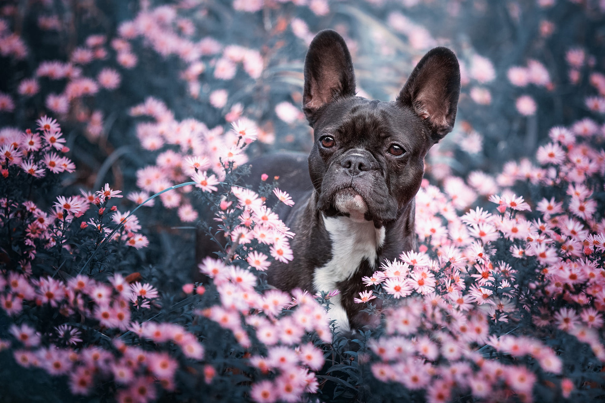 Скачать картинку Животные, Собаки, Цветок, Собака, Французский Бульдог, Розовый Цветок в телефон бесплатно.