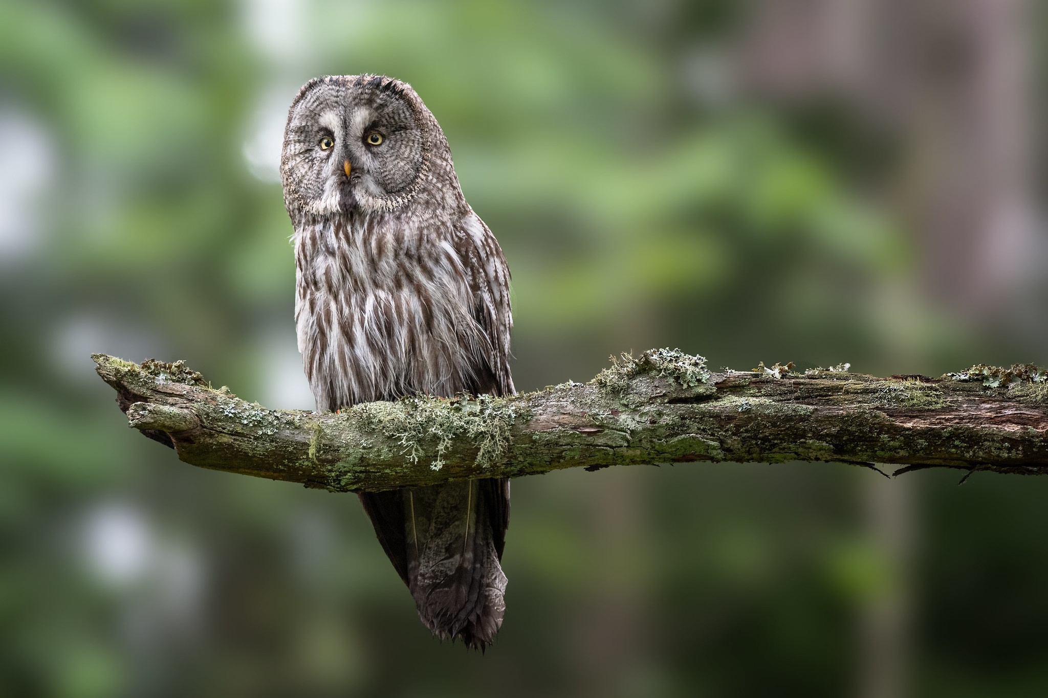 Download mobile wallpaper Birds, Owl, Bird, Branch, Animal, Great Grey Owl for free.