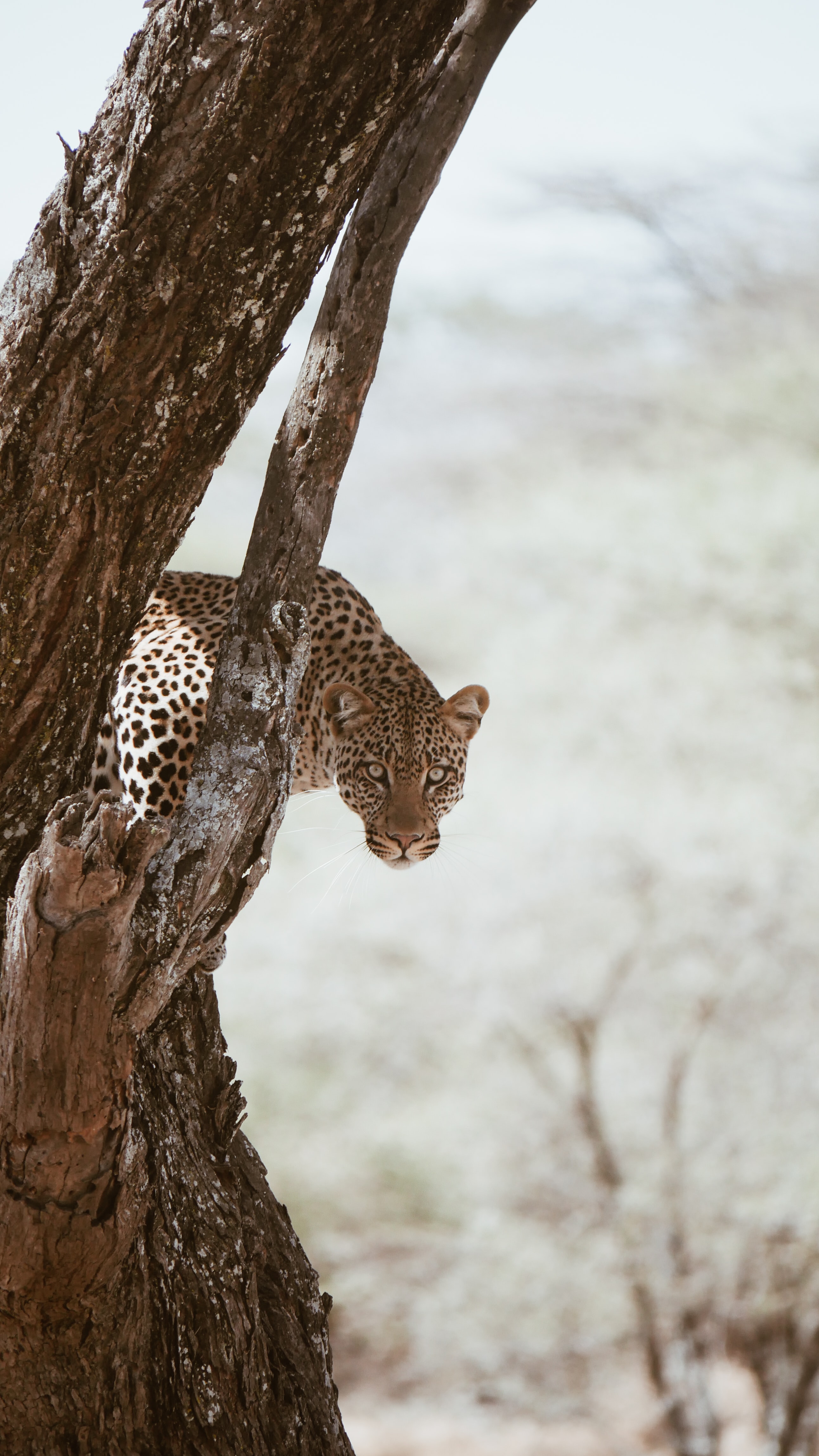 opinion, animals, wood, leopard, tree, predator, big cat, sight HD wallpaper