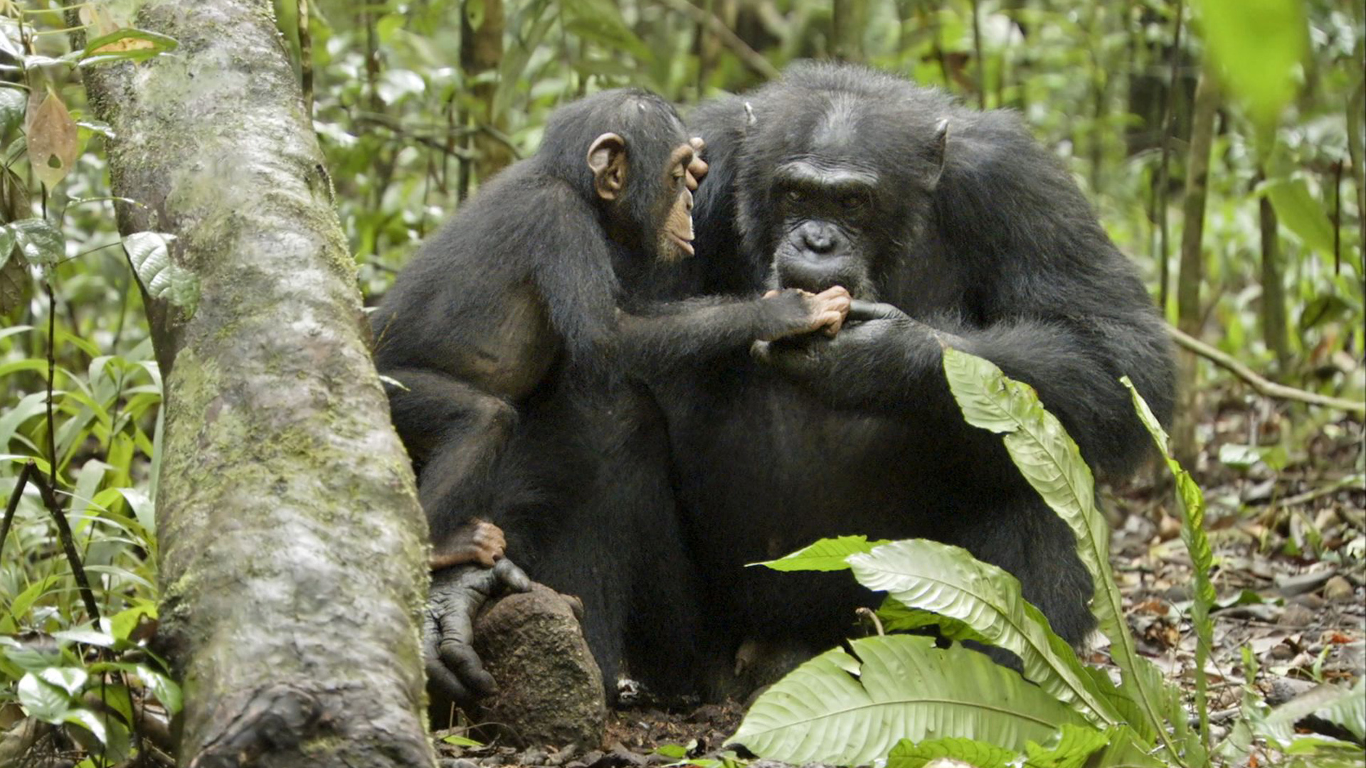 Laden Sie das Schimpansen, Filme-Bild kostenlos auf Ihren PC-Desktop herunter