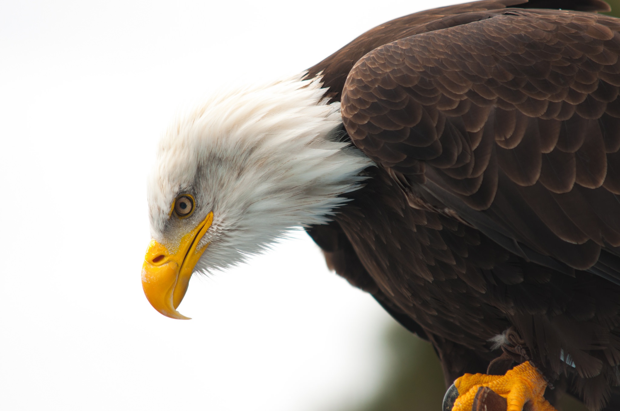 Free download wallpaper Birds, Bird, Animal, Eagle, Bald Eagle, Bird Of Prey on your PC desktop